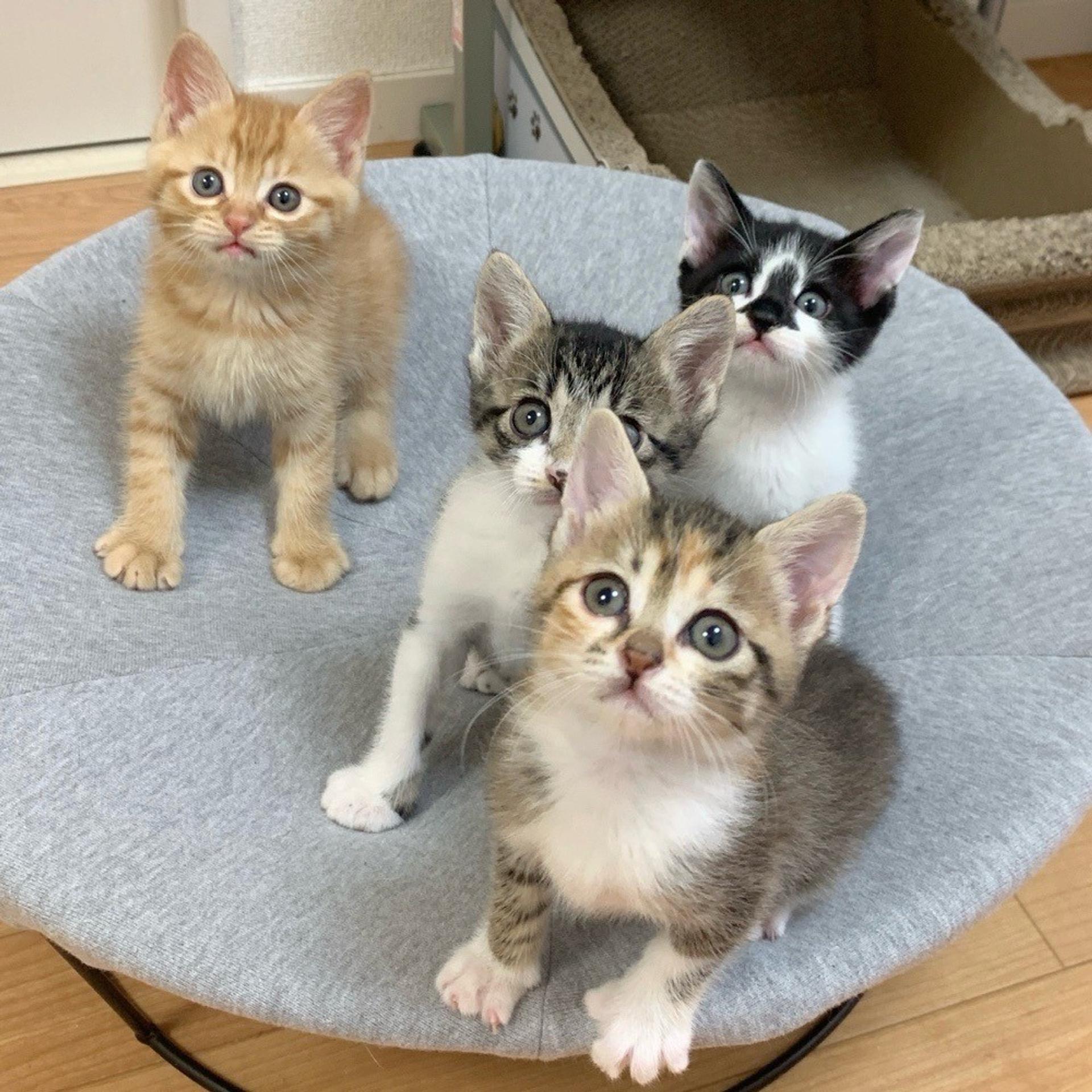 pet-image-7