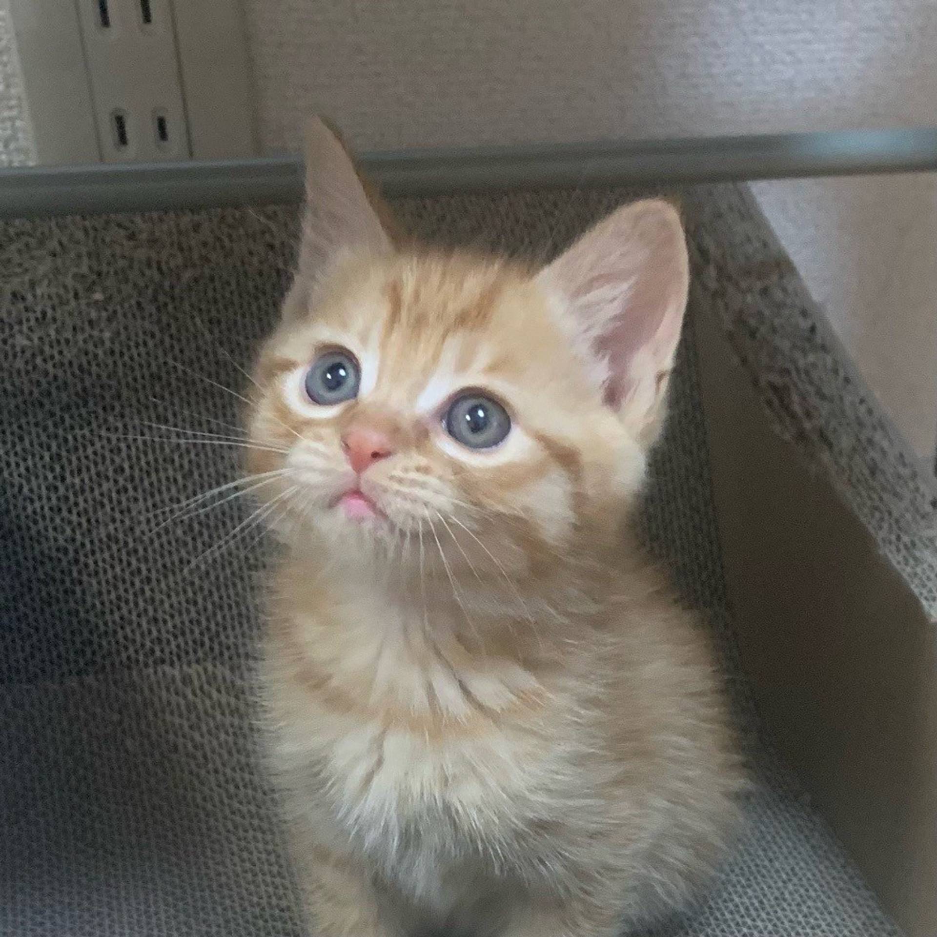 雑種（ミックス猫）・オスの里親募集の写真