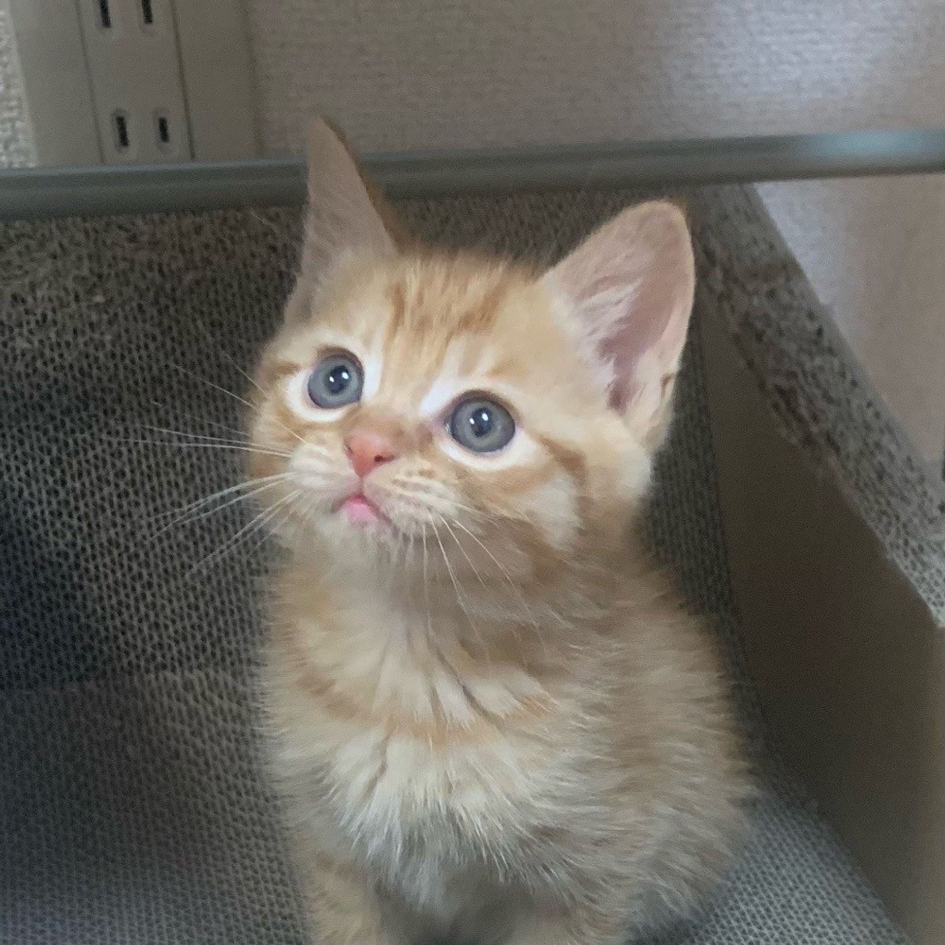 雑種（ミックス猫）・オスの里親募集の写真
