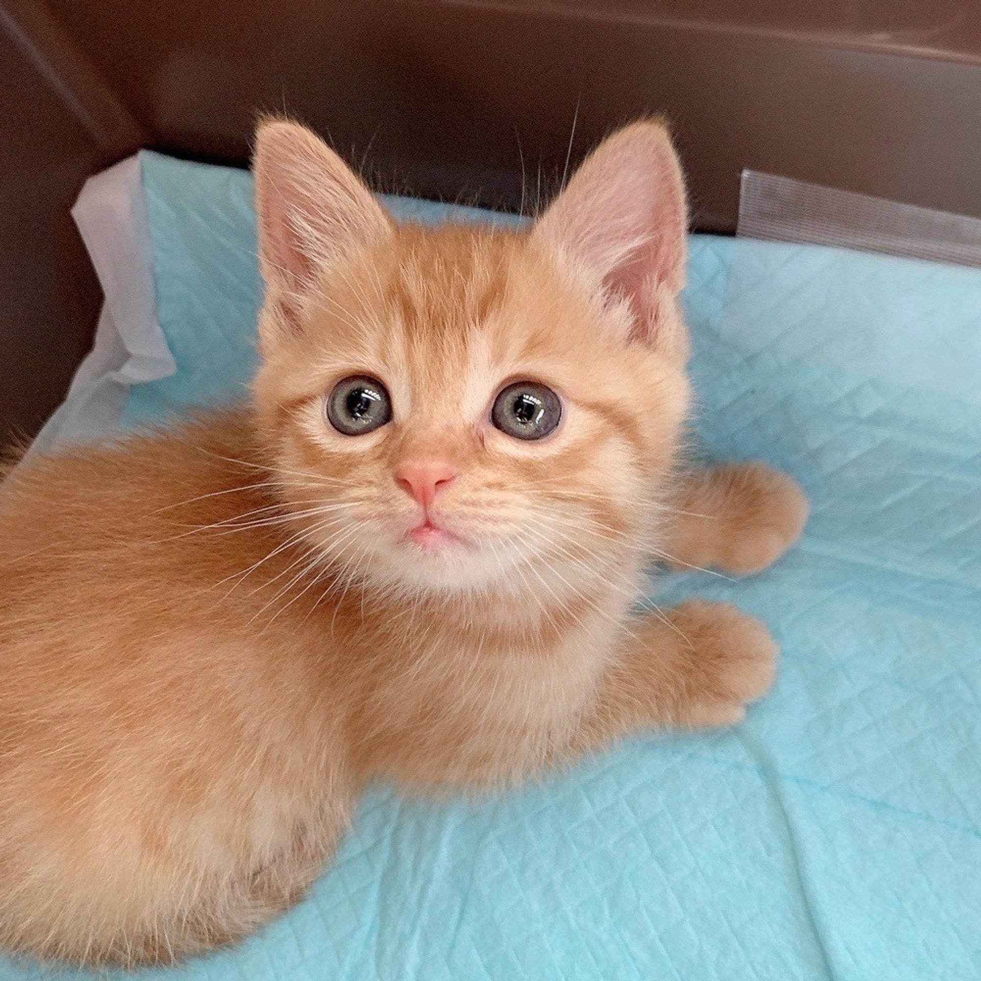pet-image-3