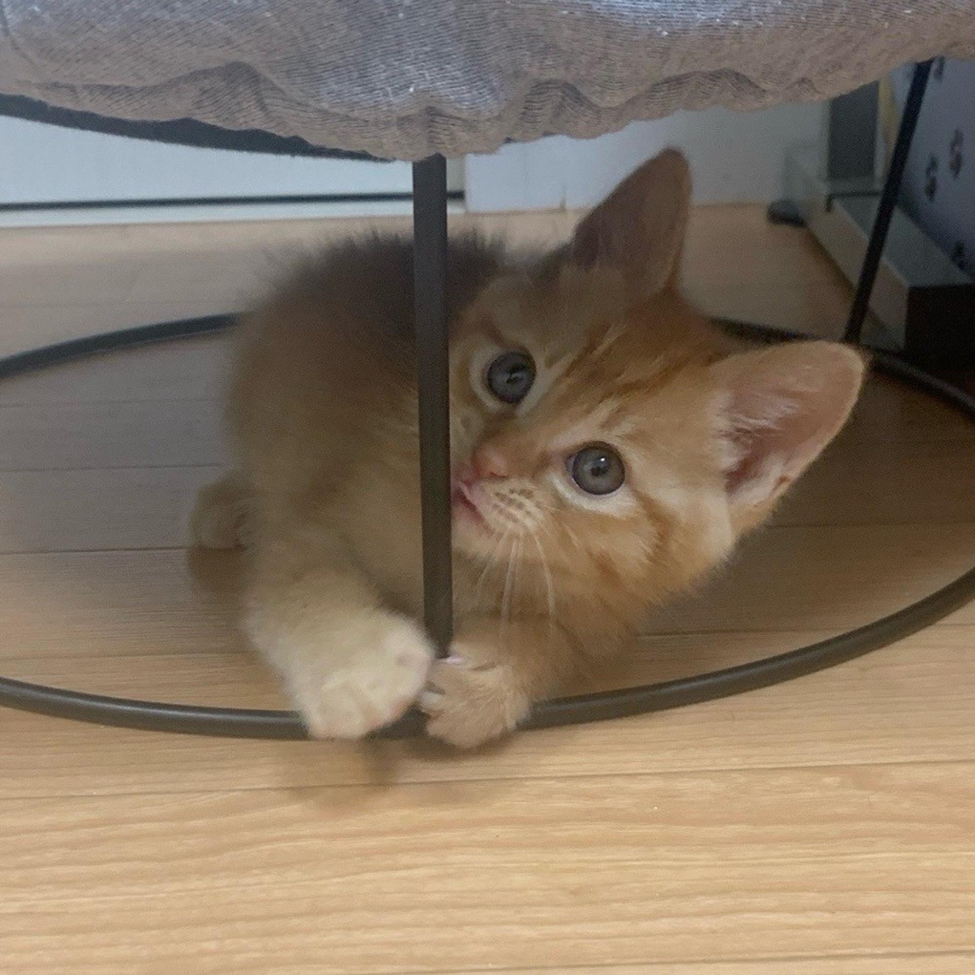 pet-image-4