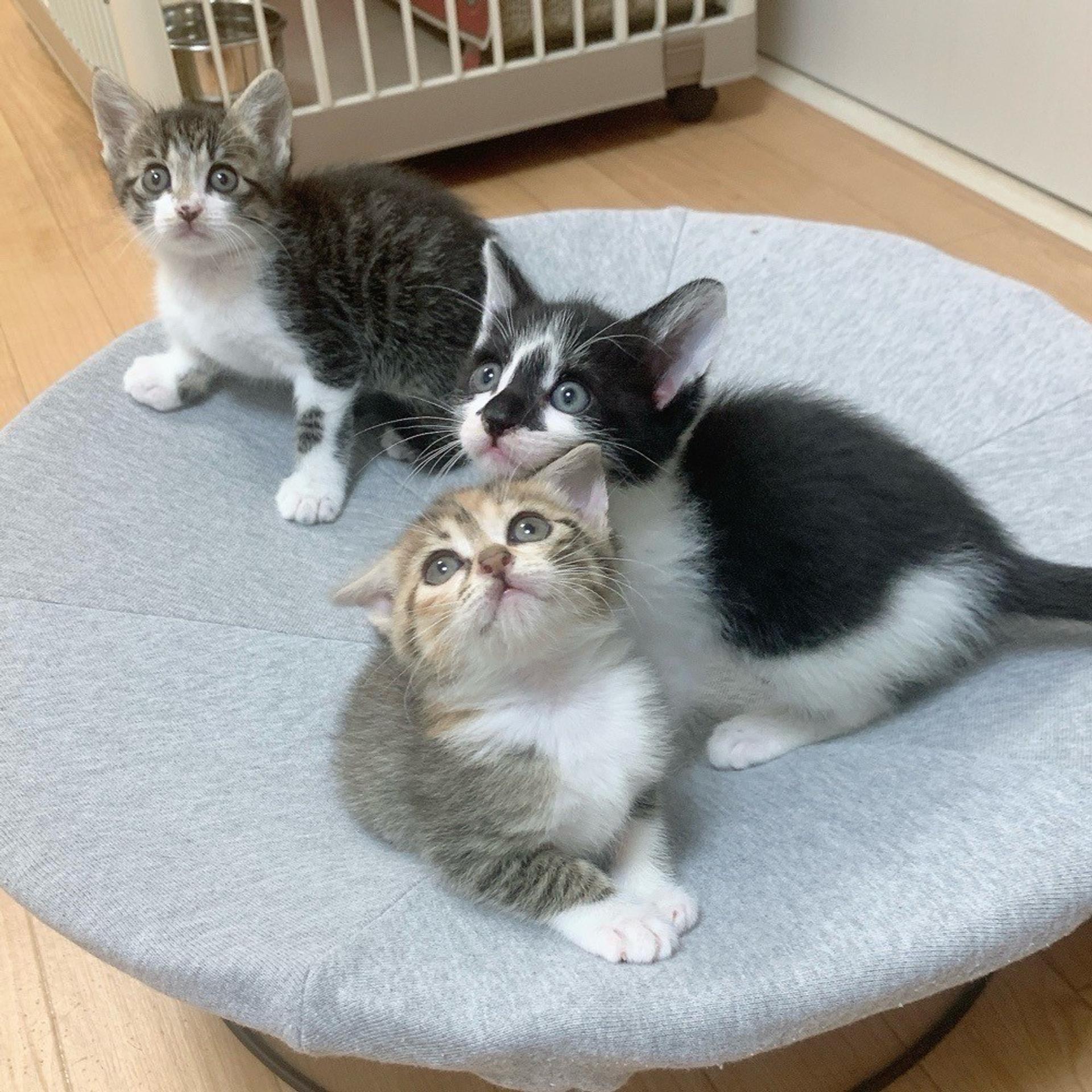 pet-image-8
