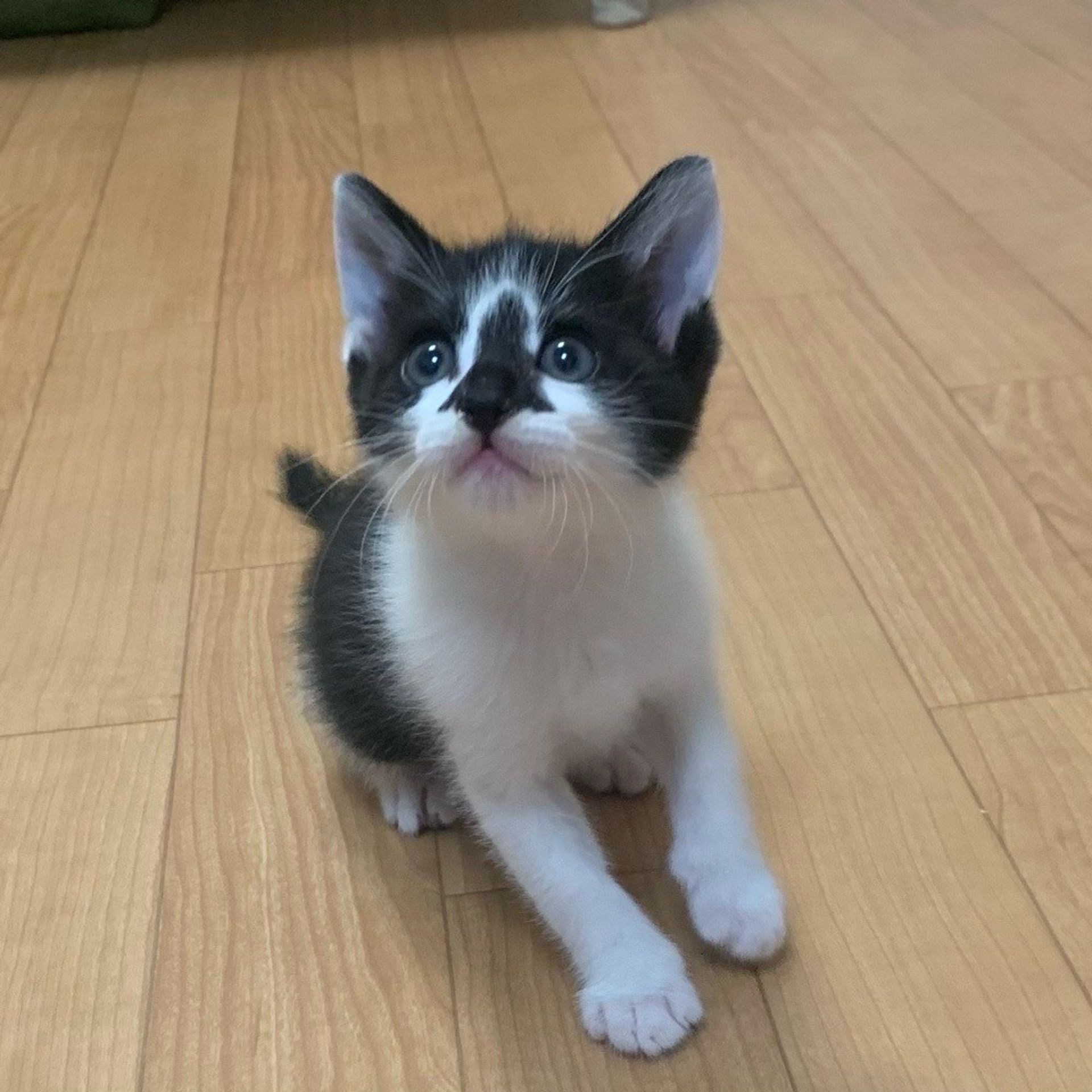 雑種（ミックス猫）・オスの里親募集の写真