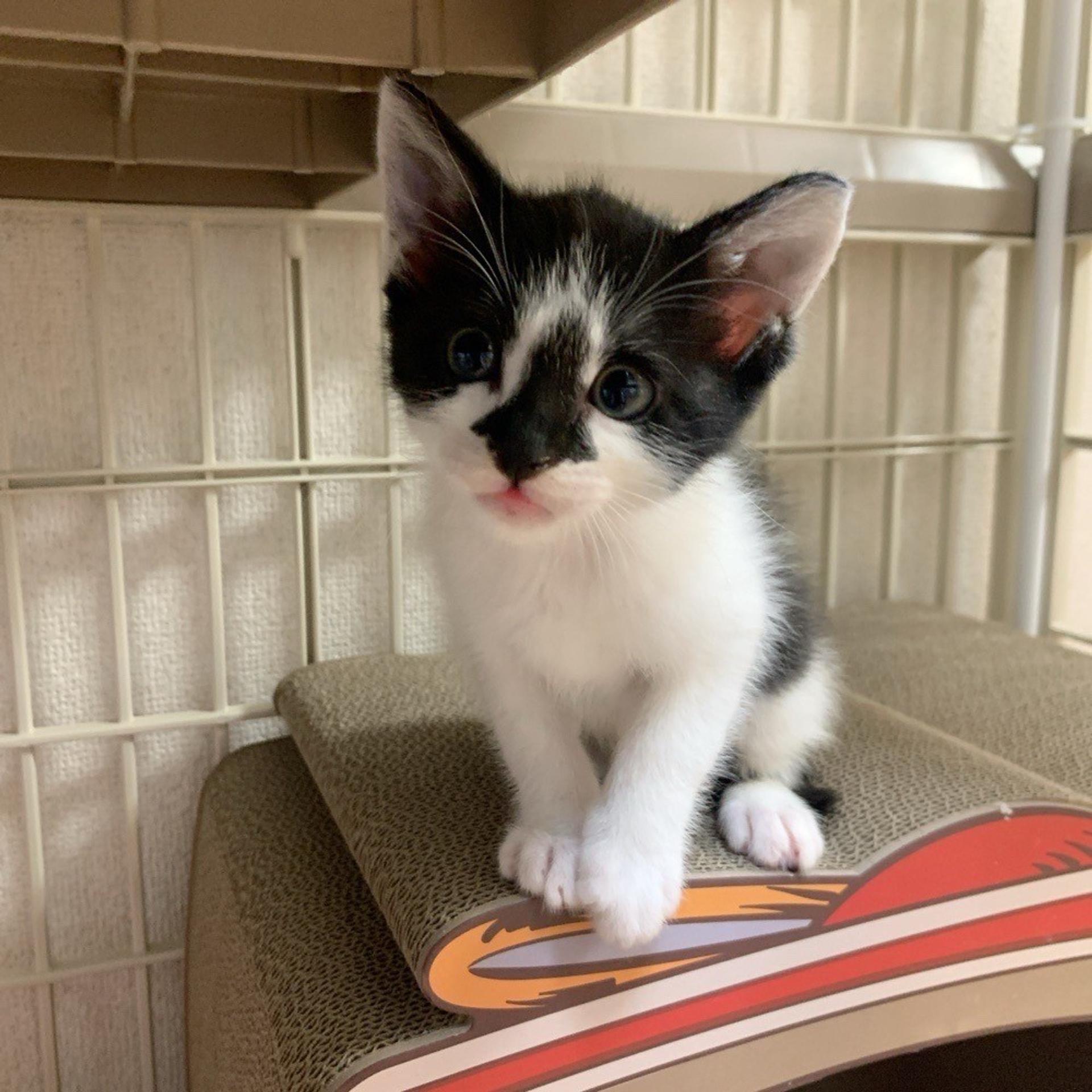pet-image-2