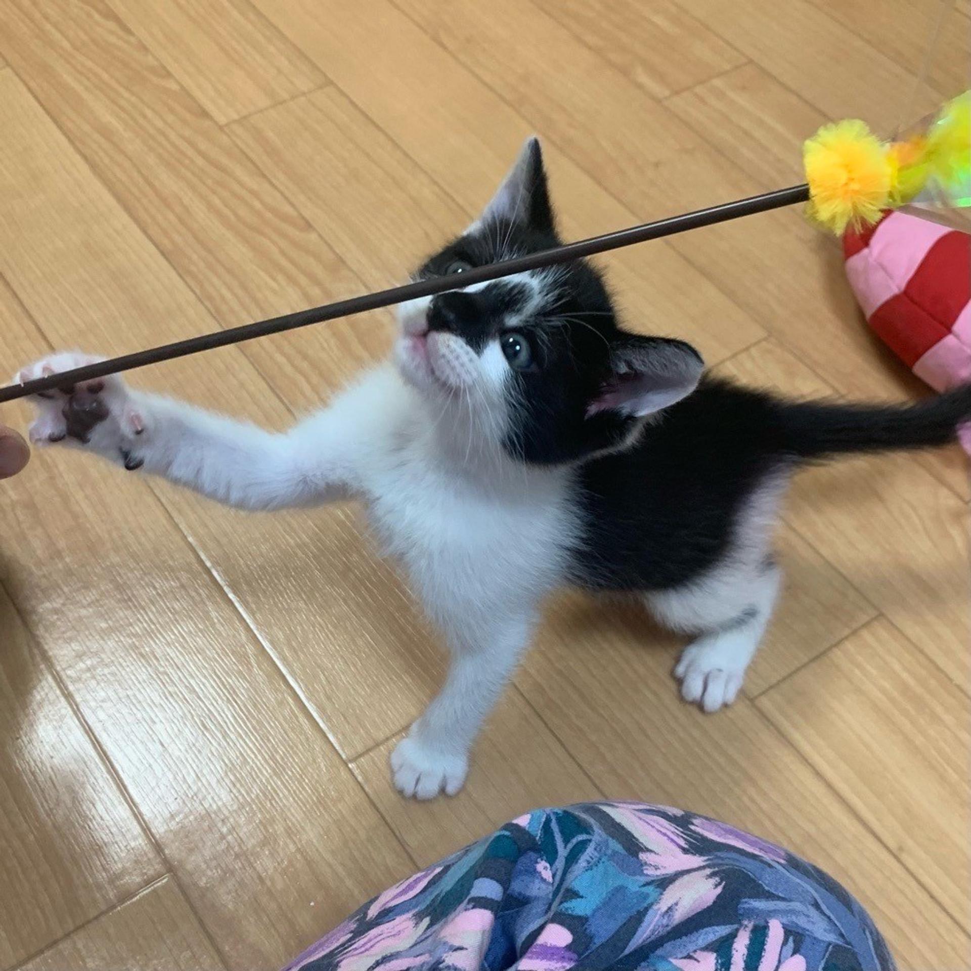 pet-image-3