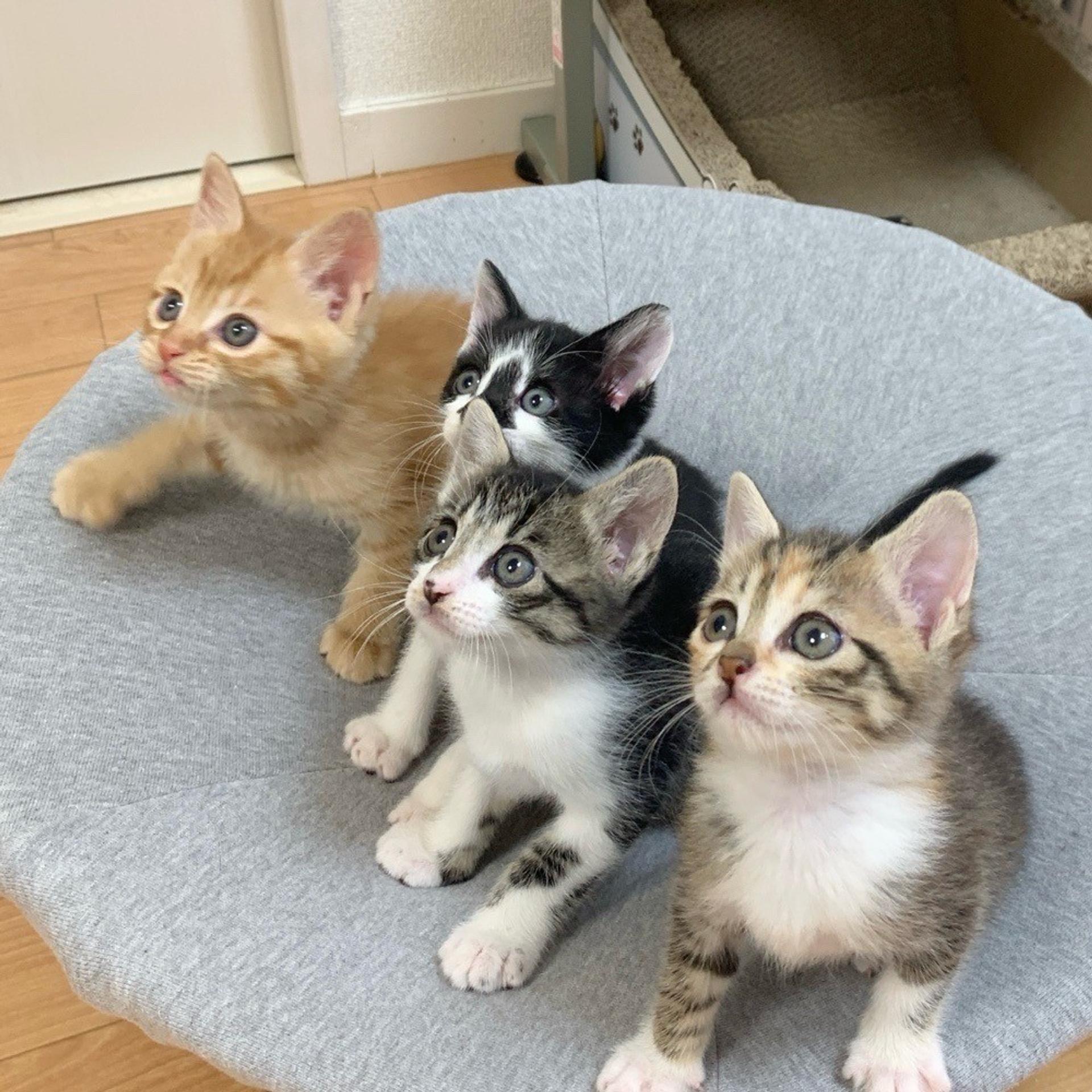 pet-image-7