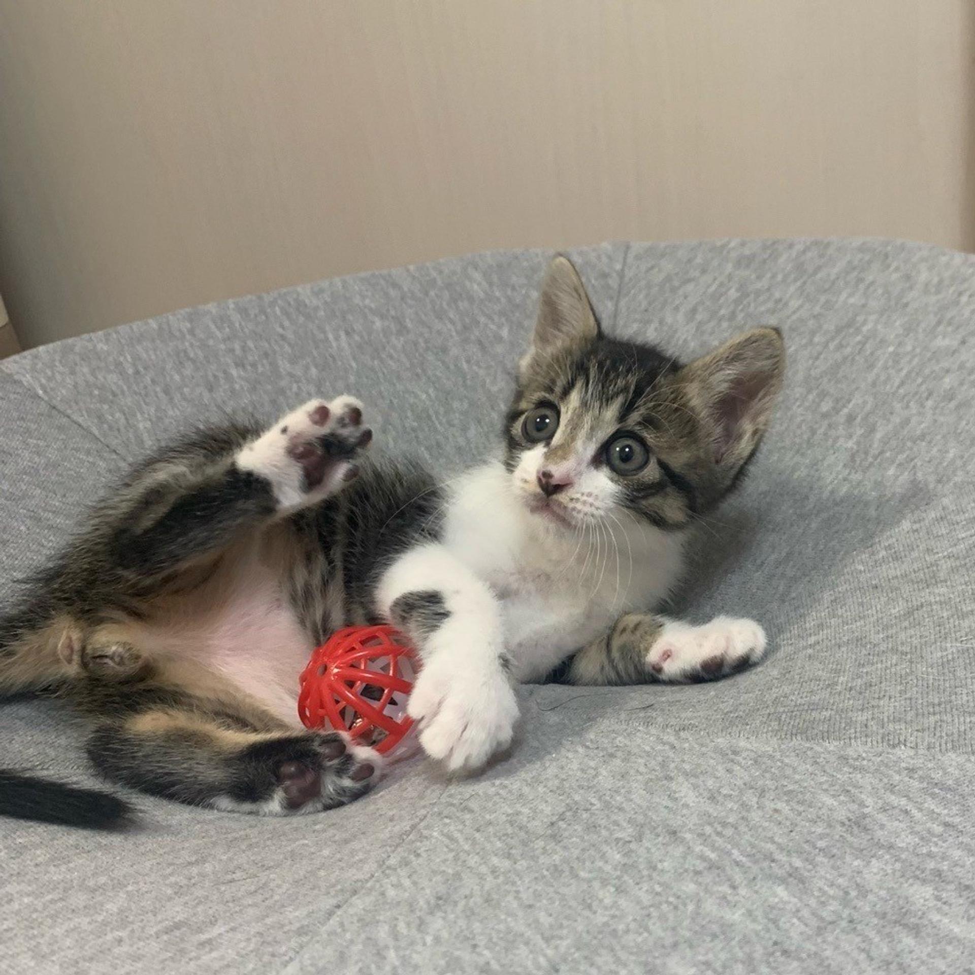 pet-image-3