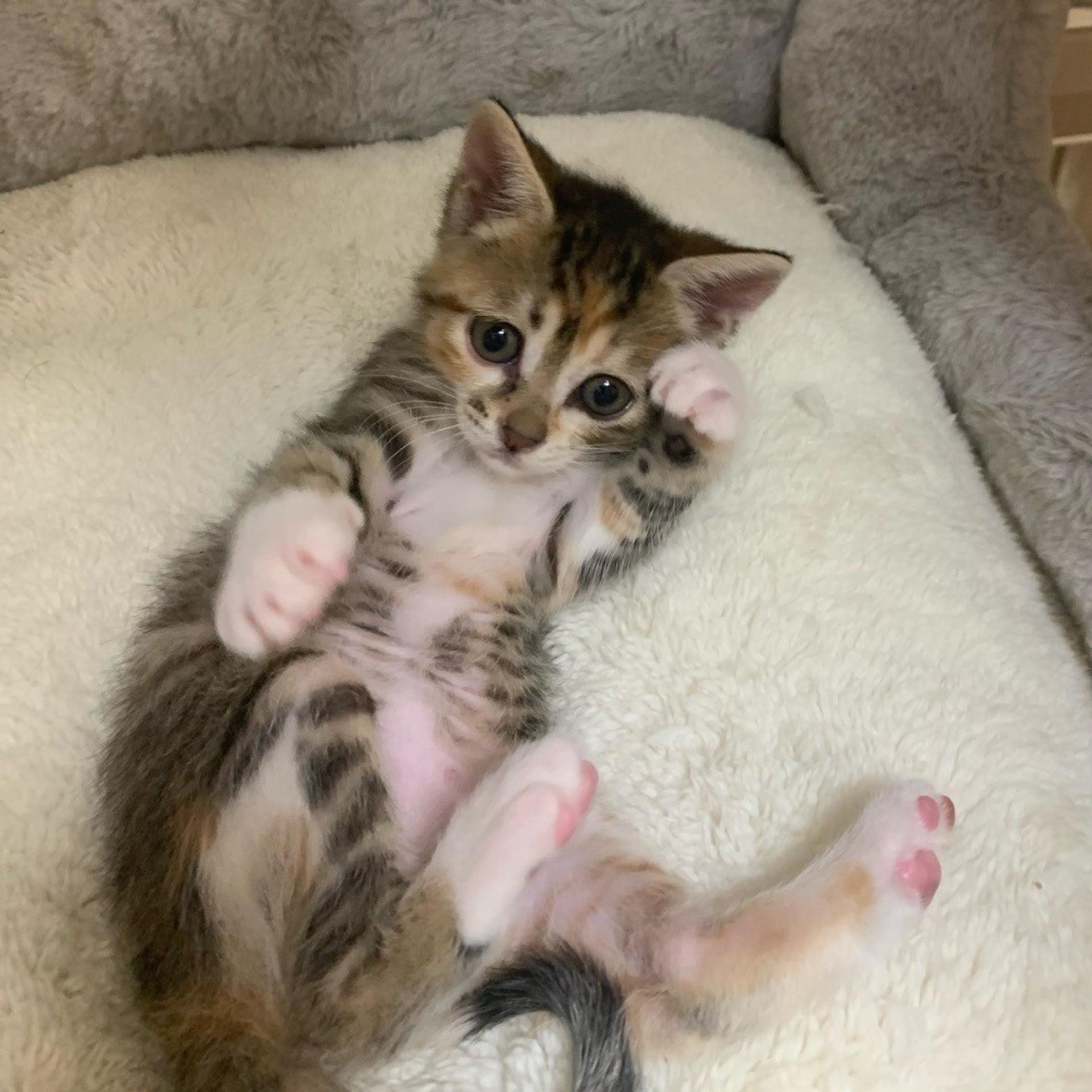 pet-image-5