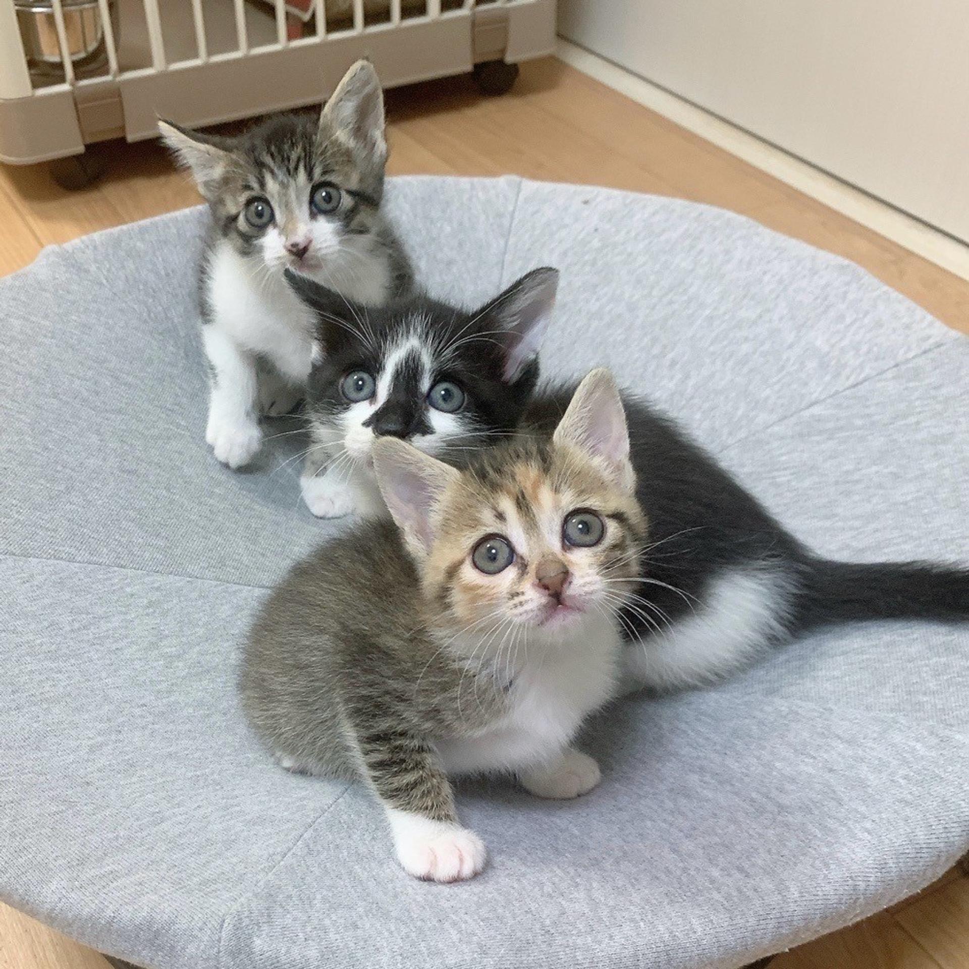pet-image-7