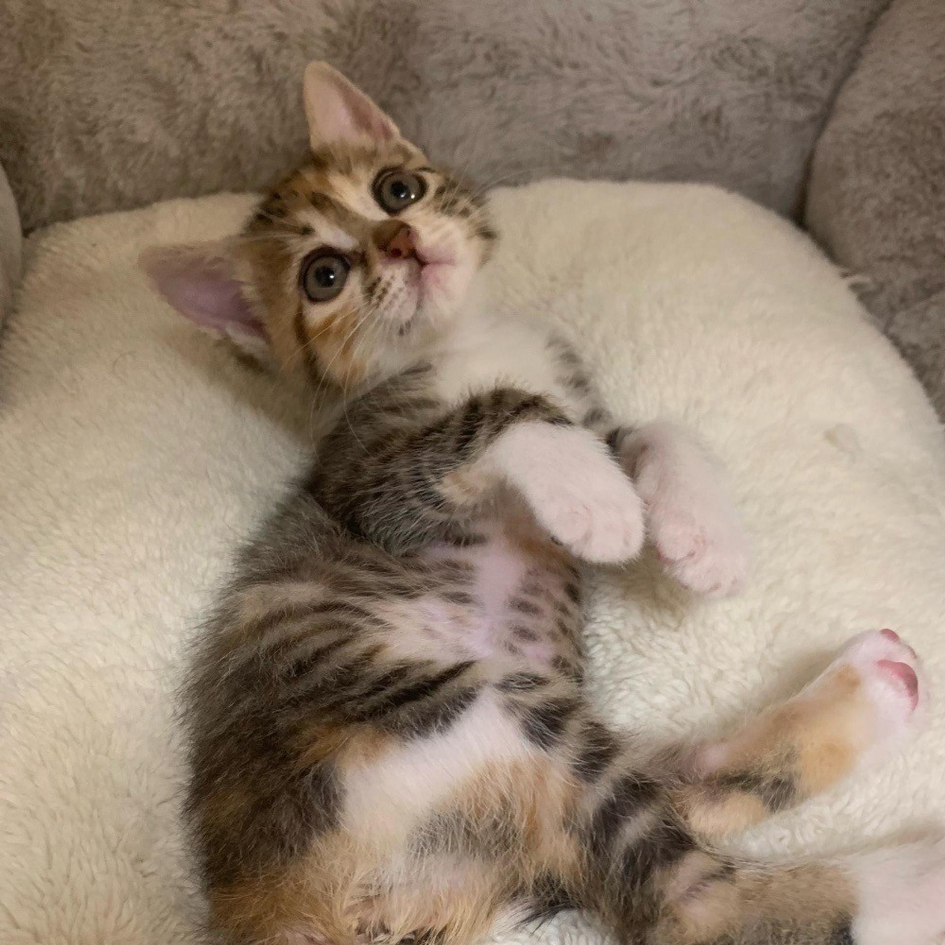 pet-image-3