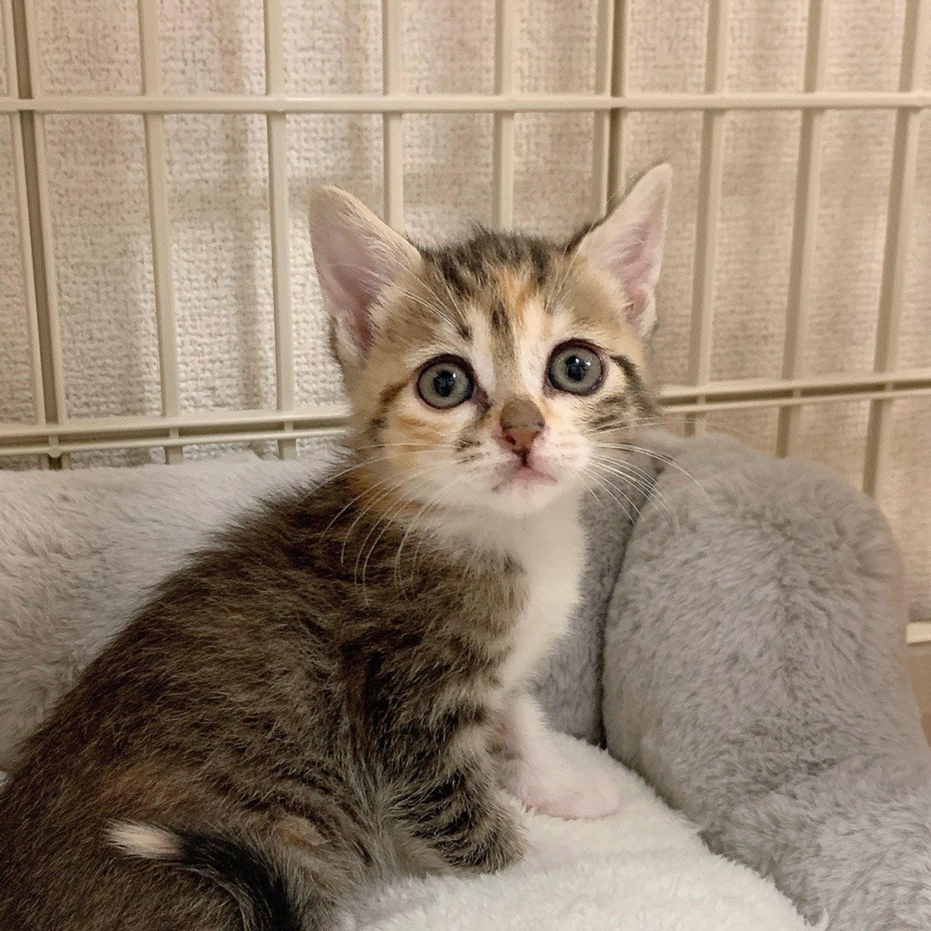 雑種（ミックス猫）・メスの里親募集の写真