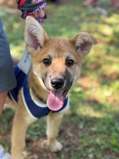 子犬3ヶ月