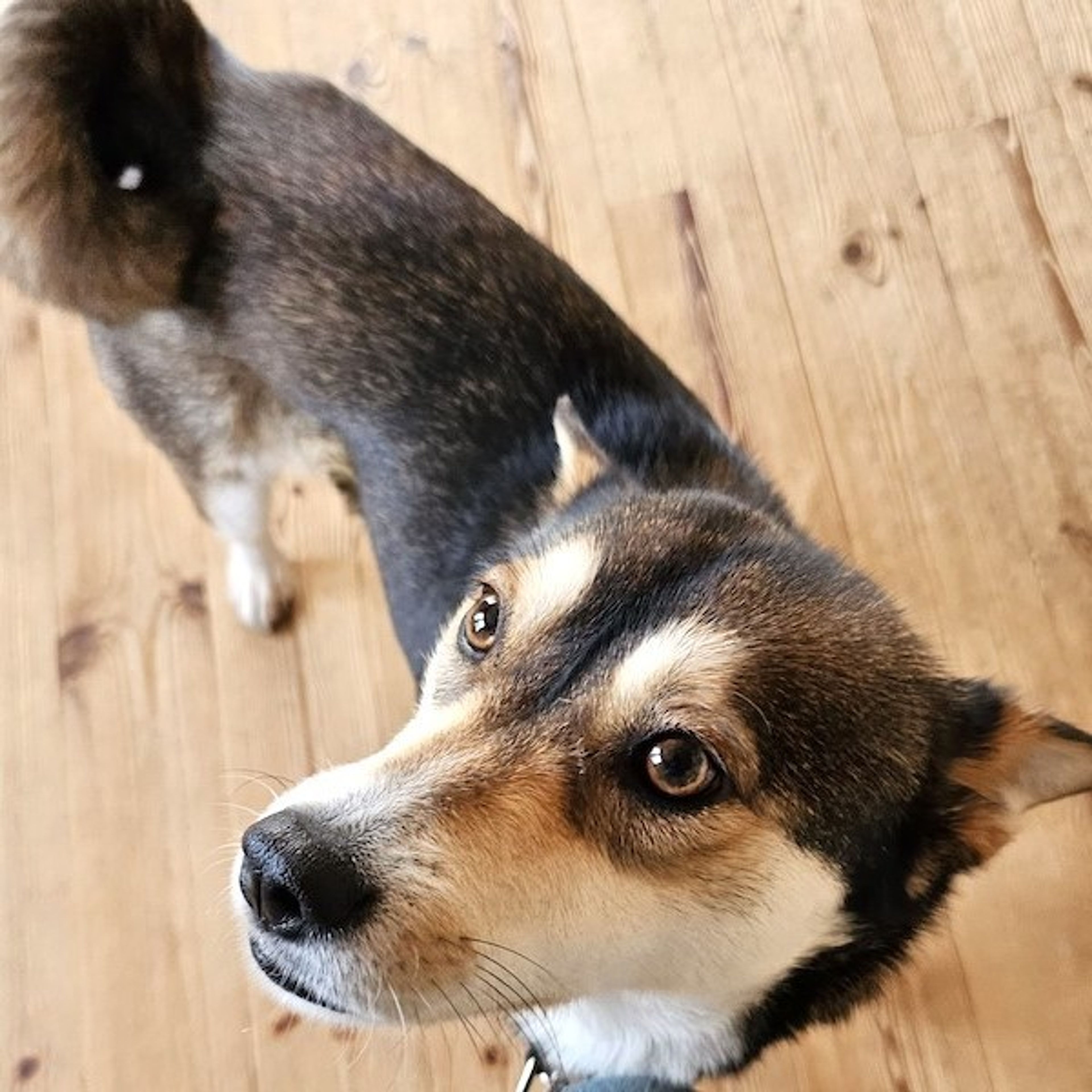 pet-image-2