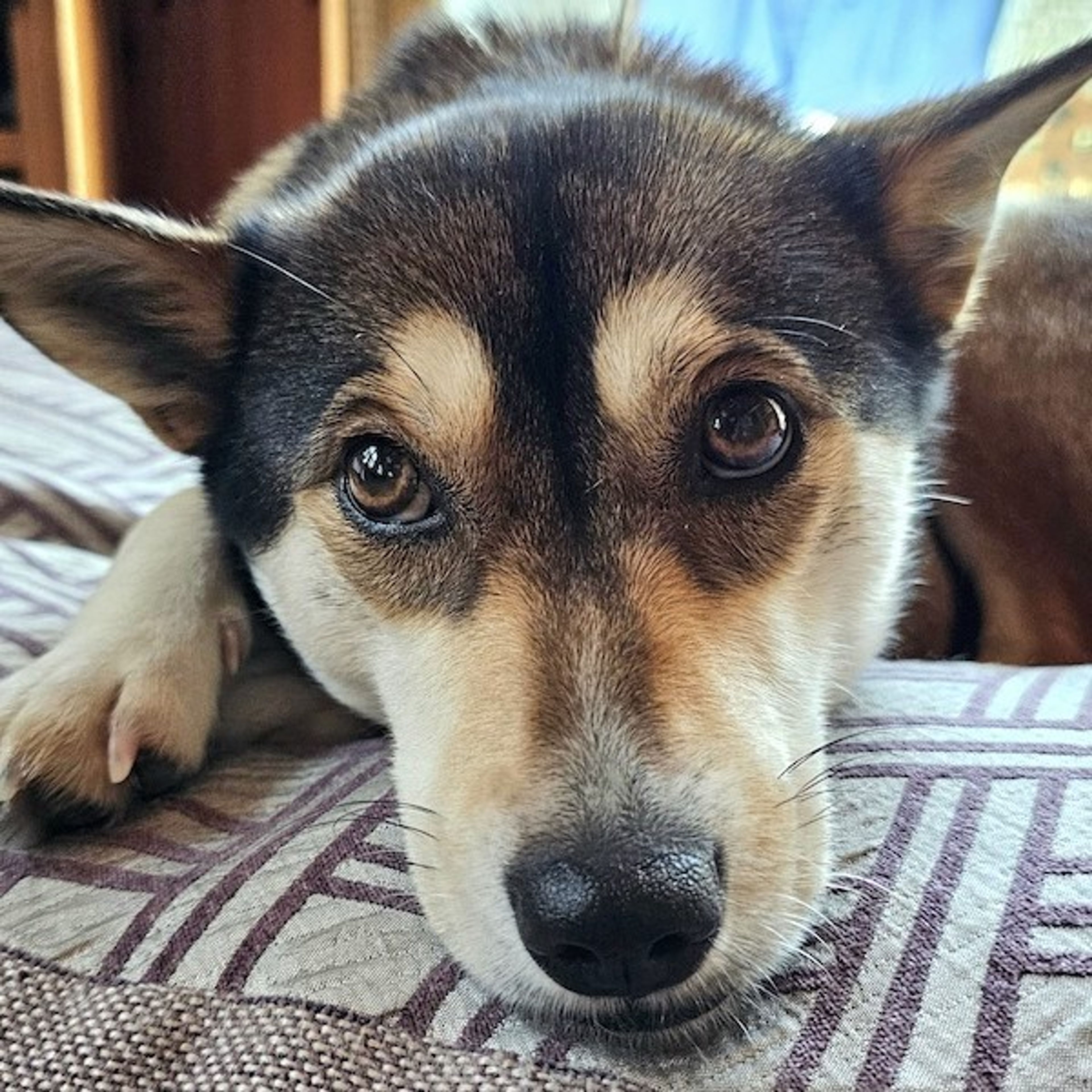 pet-image-3