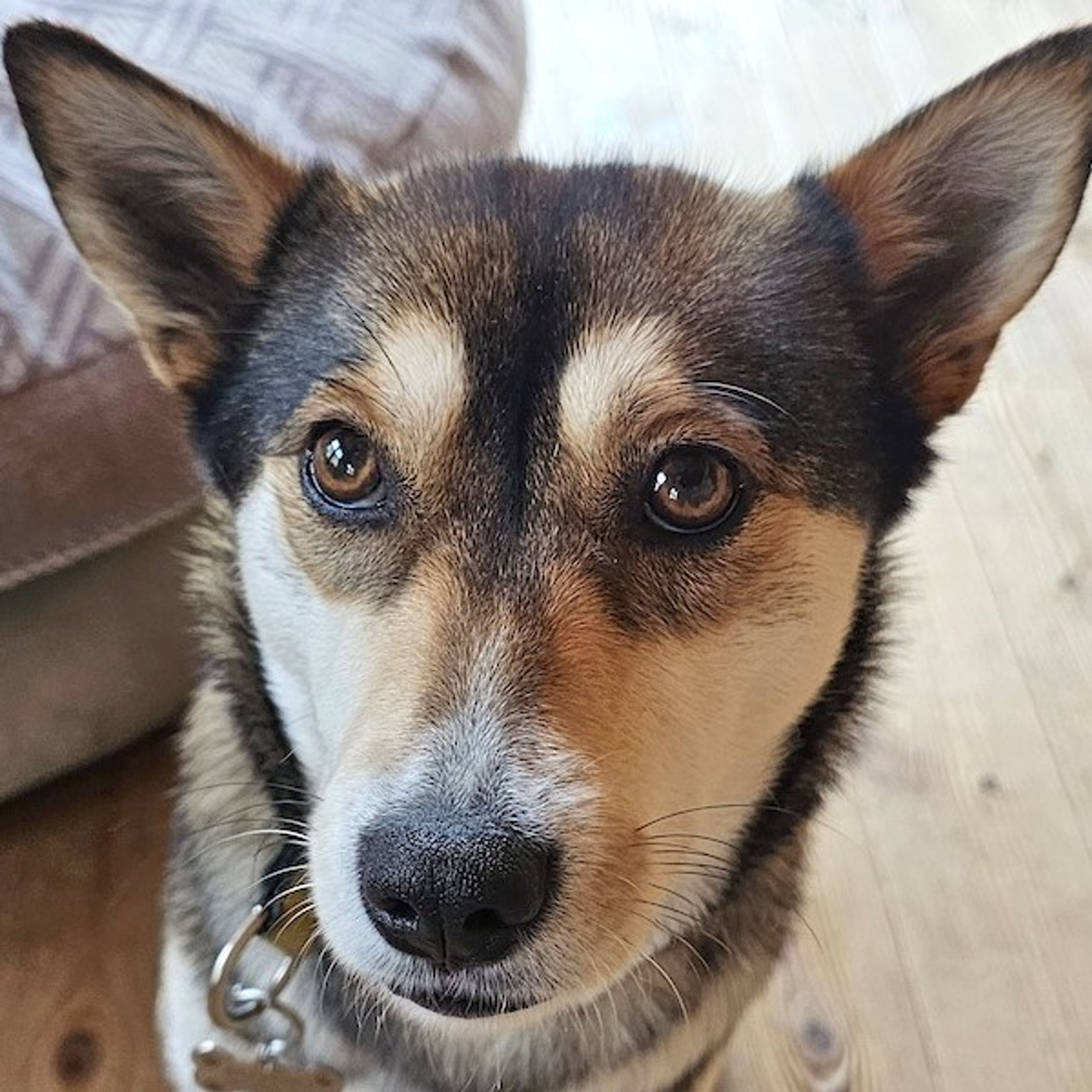 雑種（ミックス犬）・メスの里親募集の写真