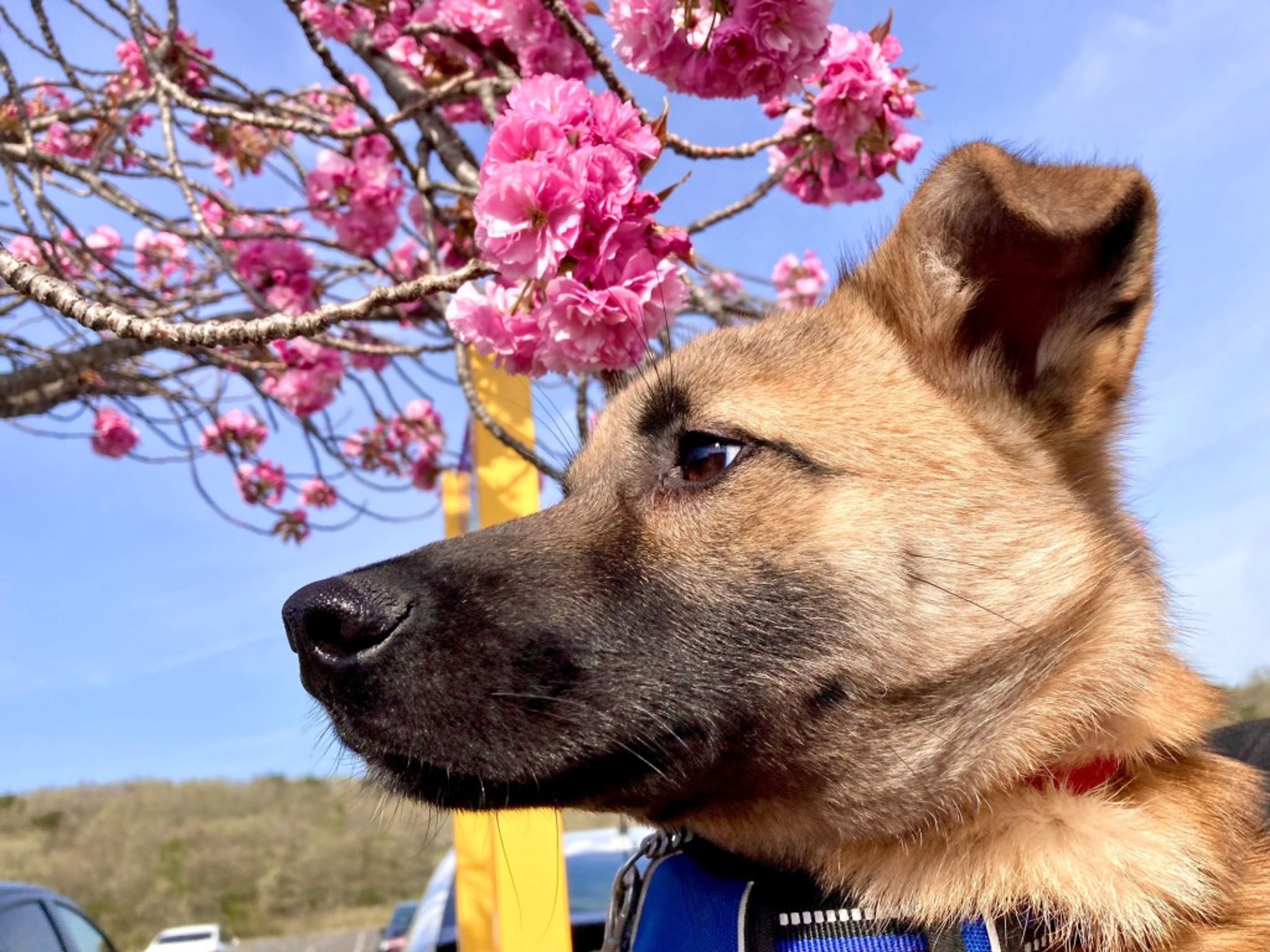 pet-image-2
