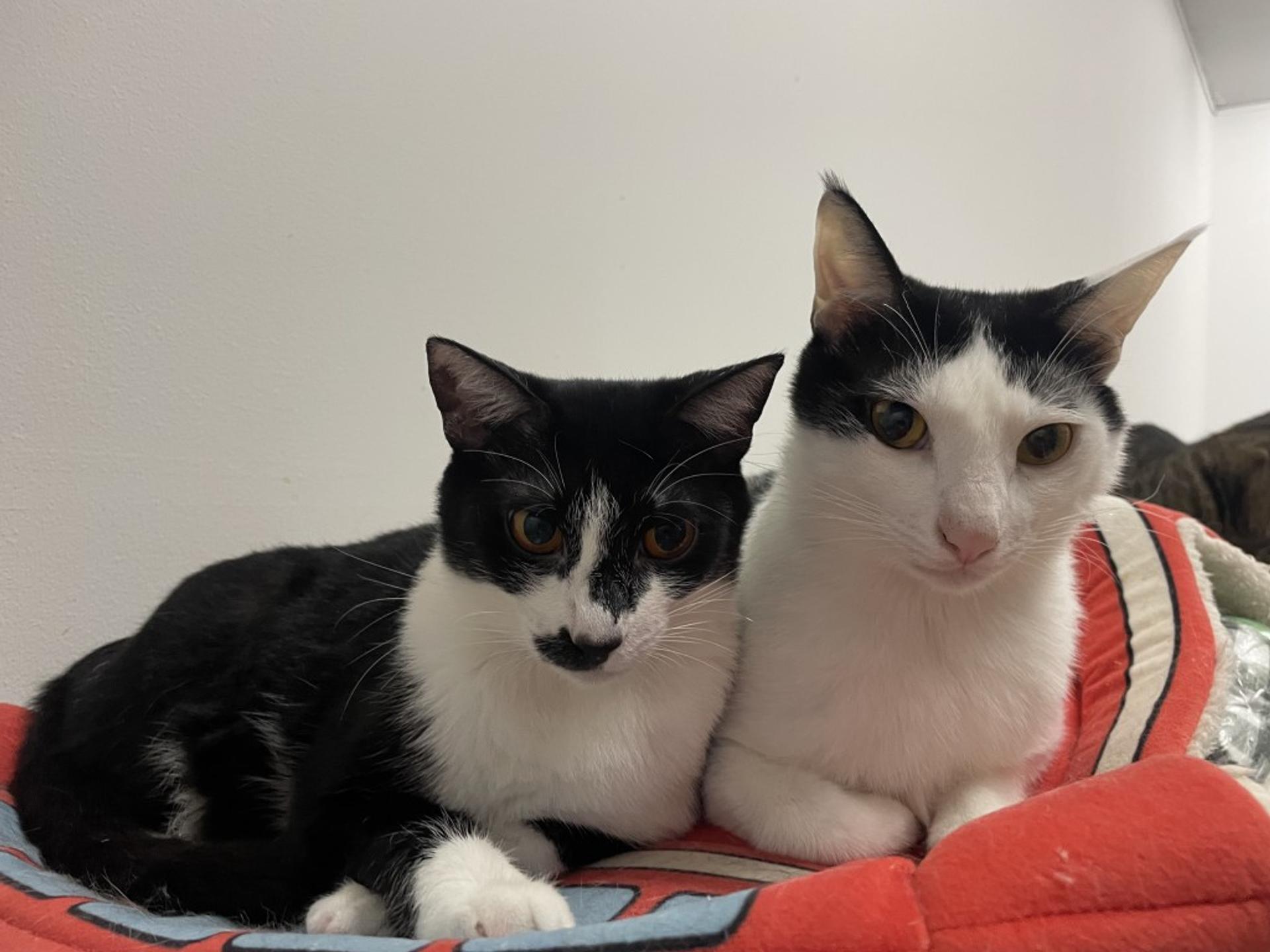 pet-image-6