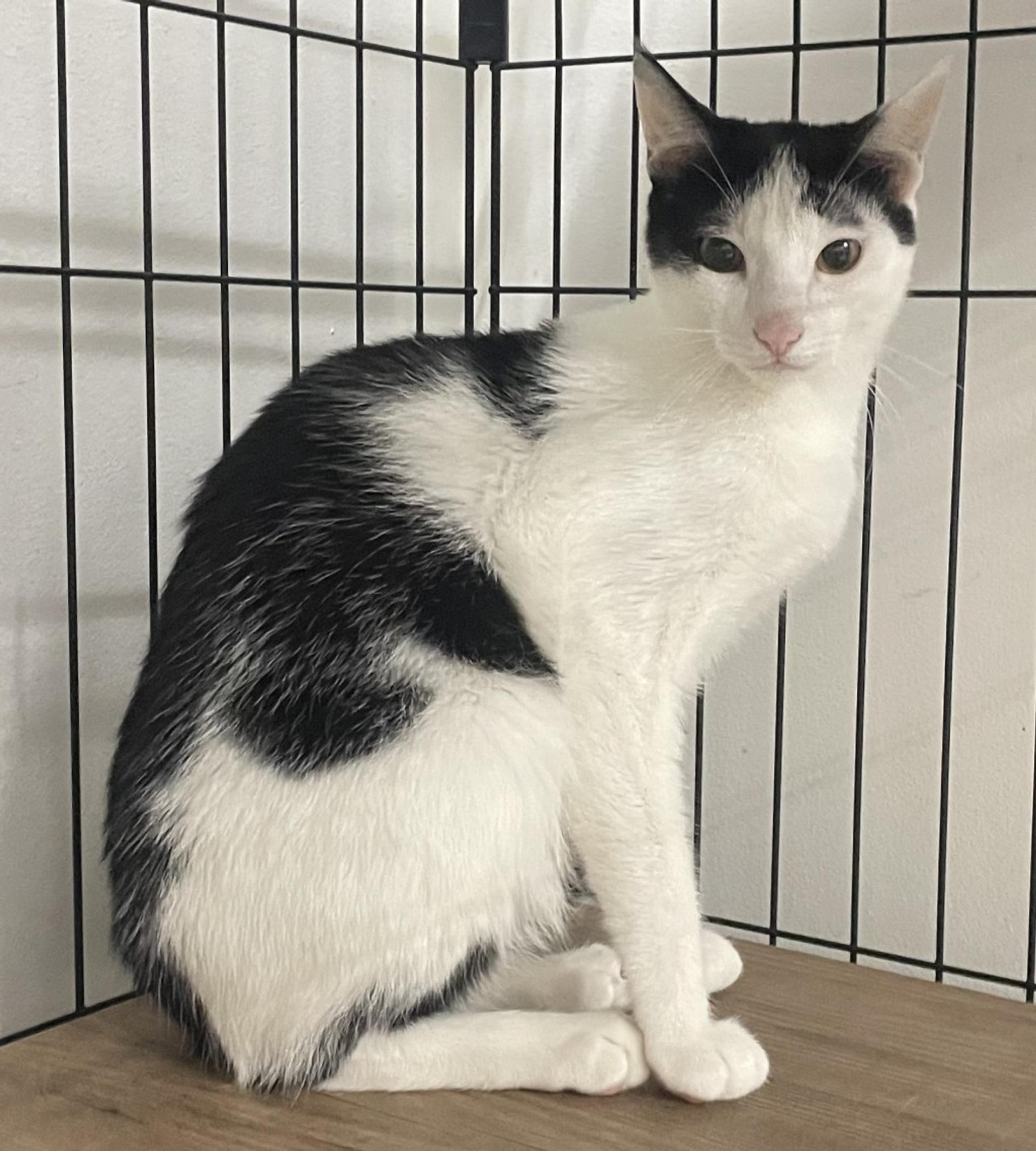 pet-image-3