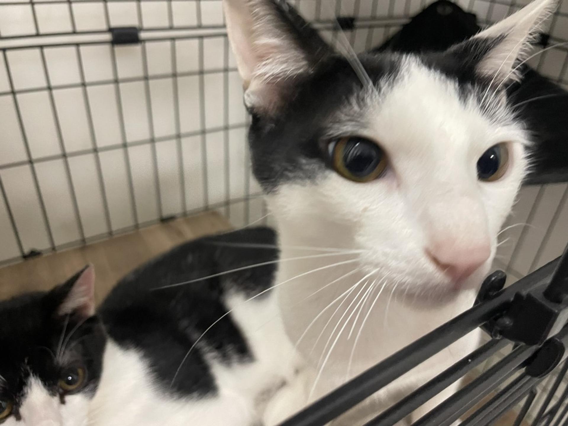 pet-image-5