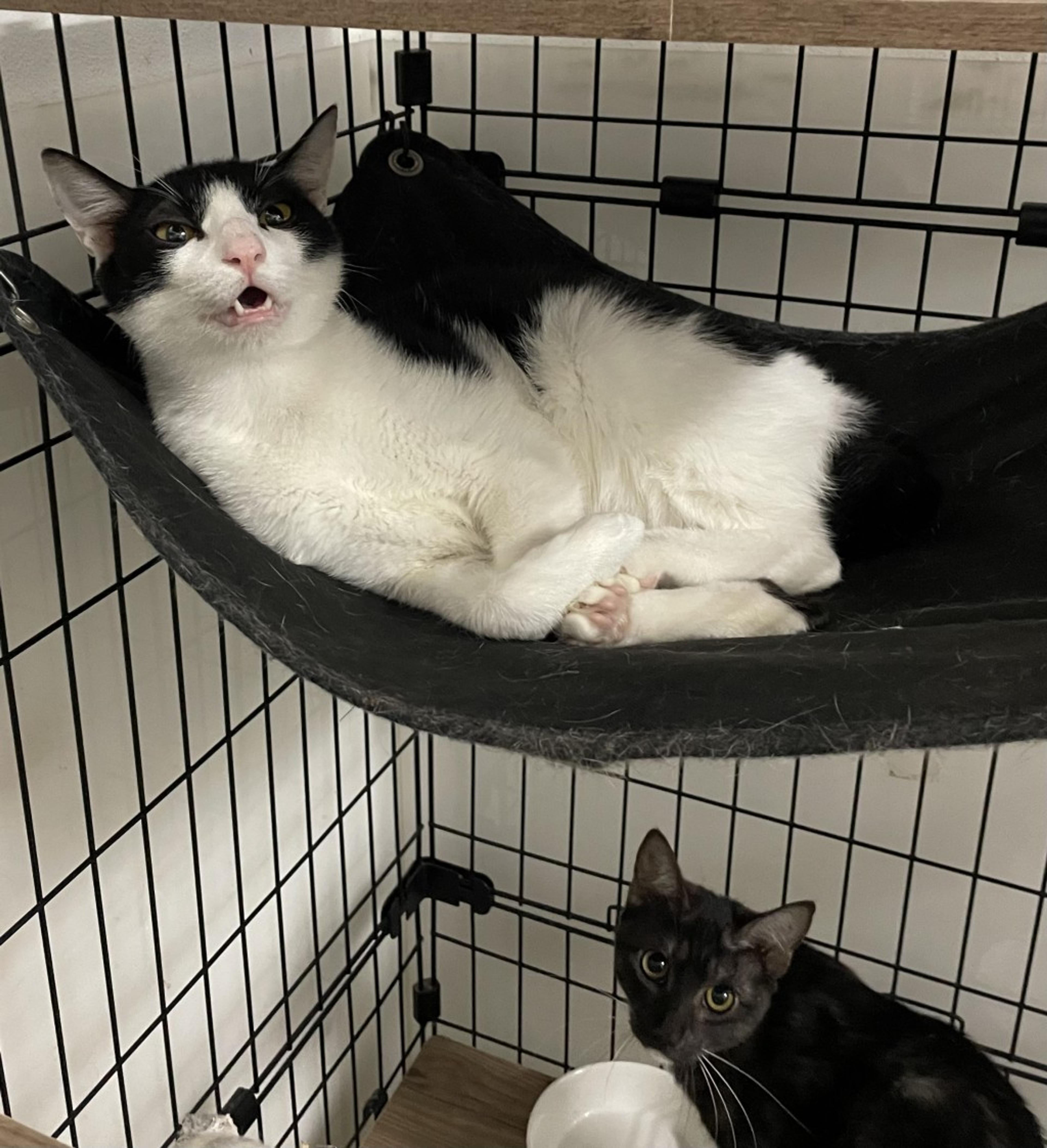 pet-image-3