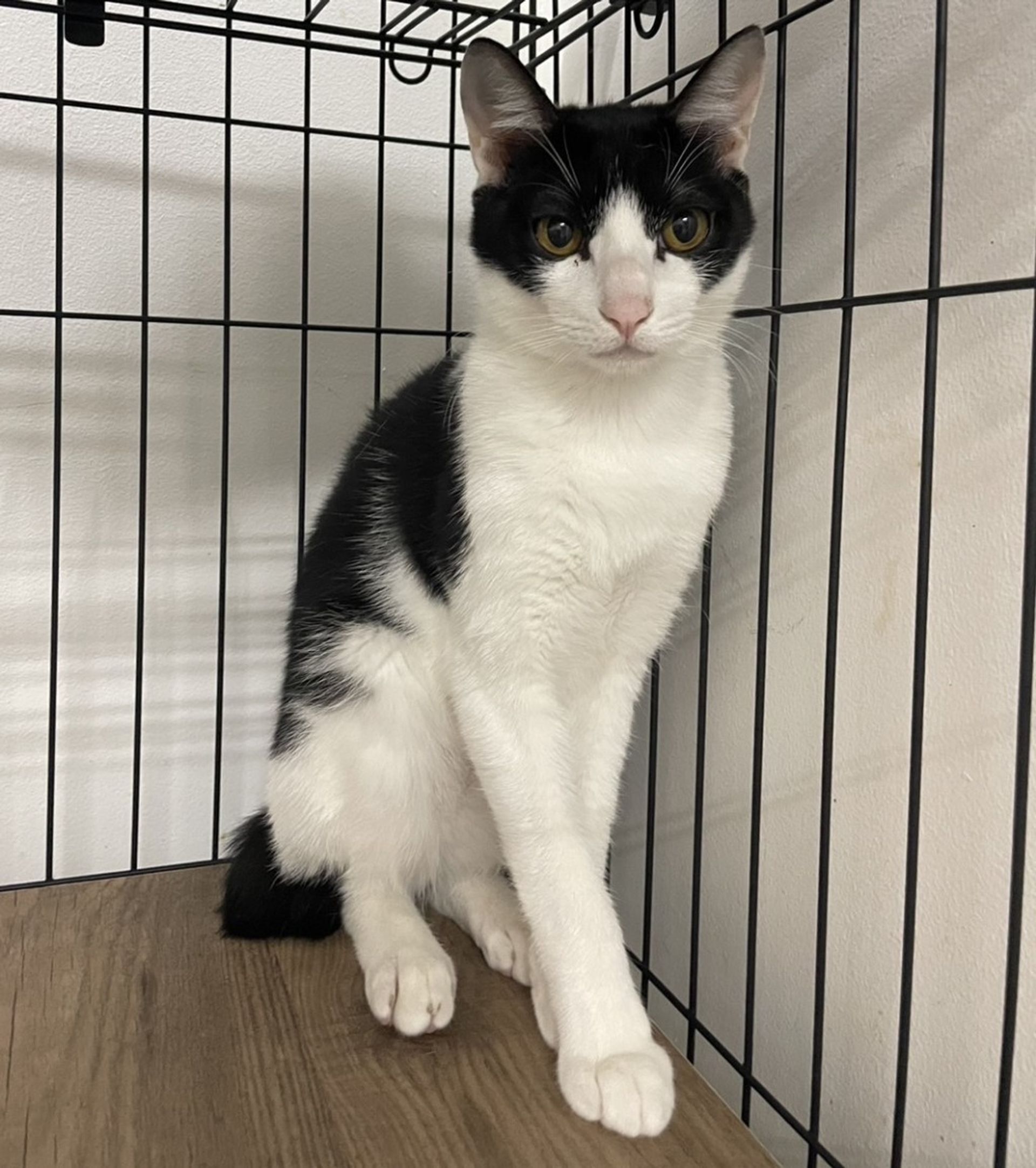 雑種（ミックス猫）・オスの里親募集の写真