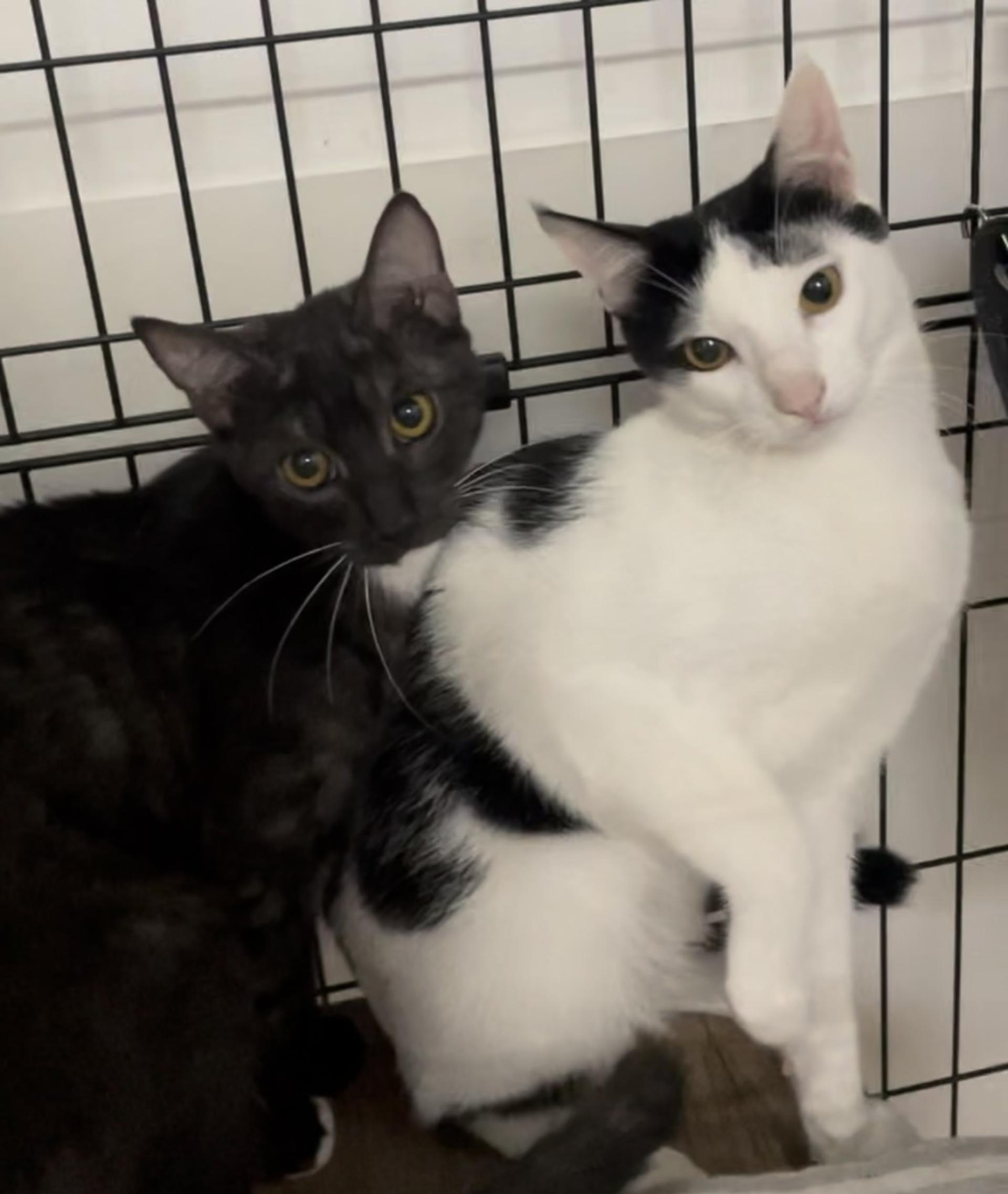 pet-image-8