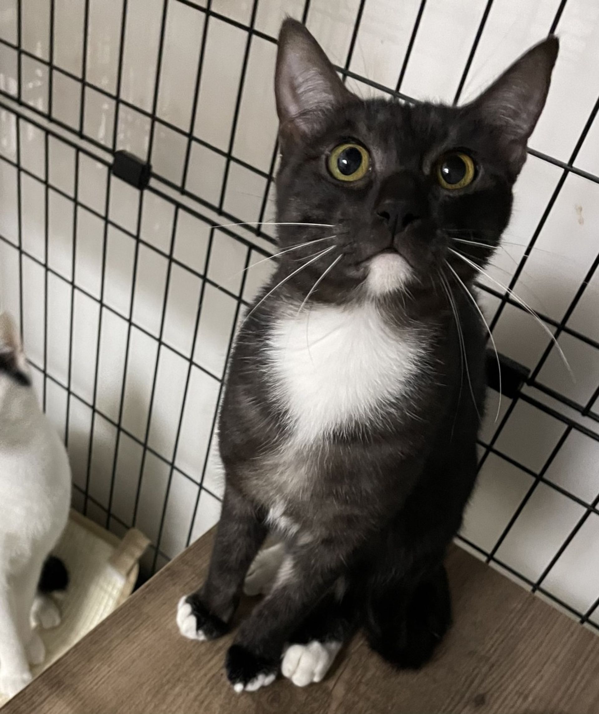 雑種（ミックス猫）・メスの里親募集の写真