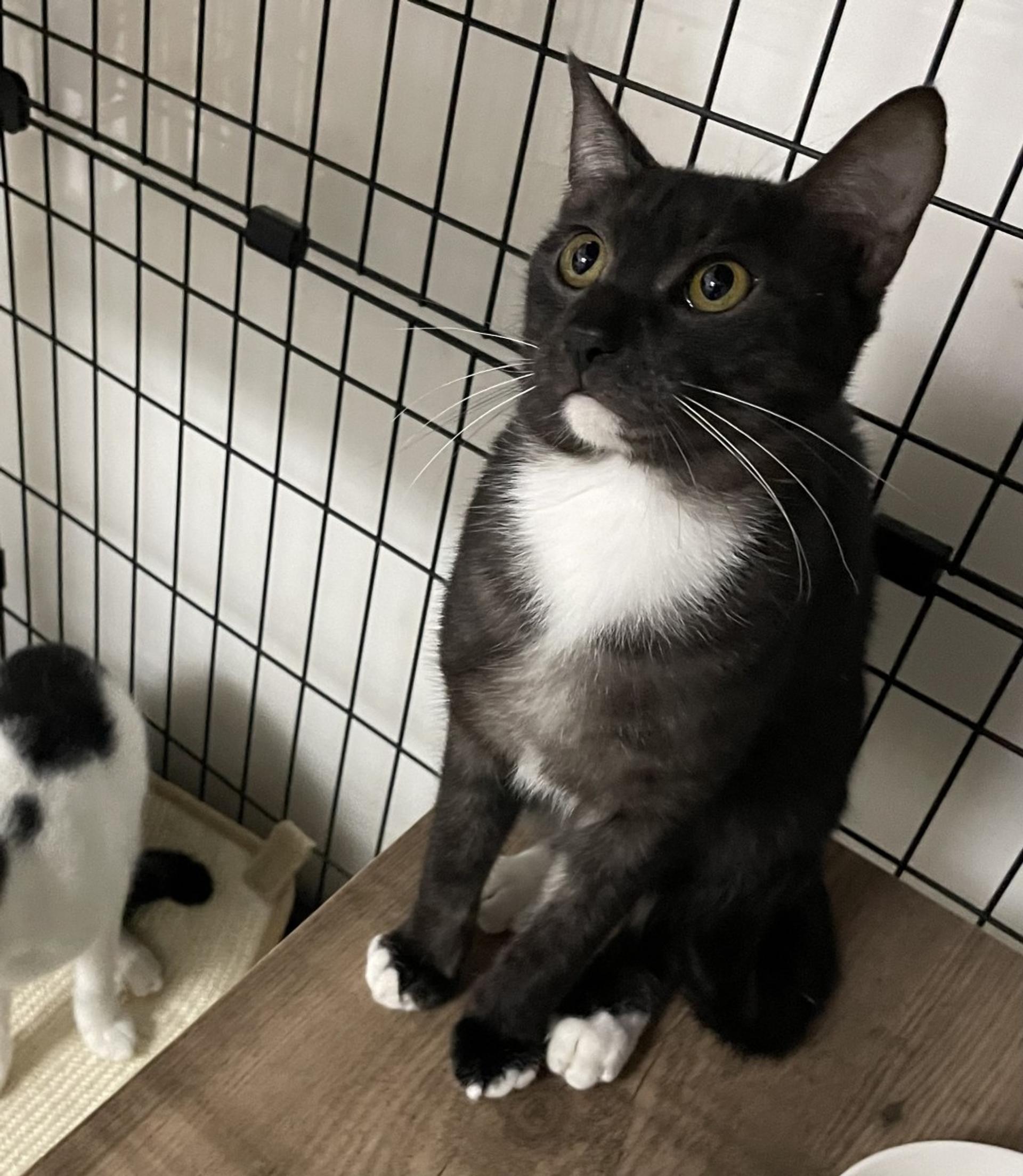 pet-image-3