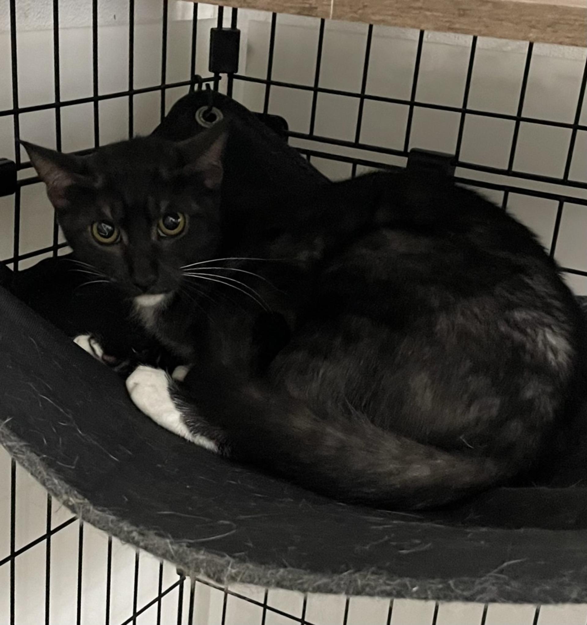pet-image-2