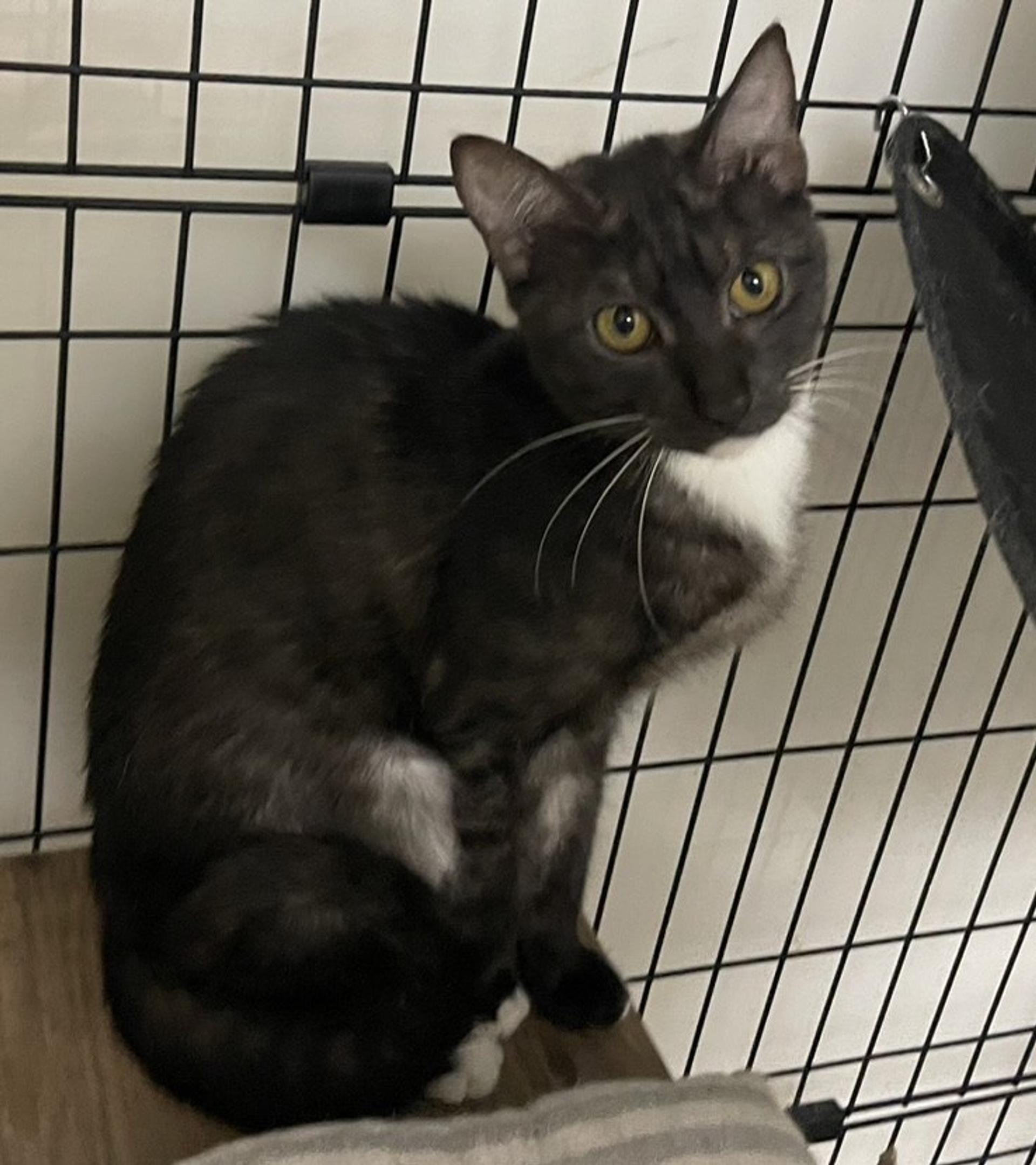 pet-image-5