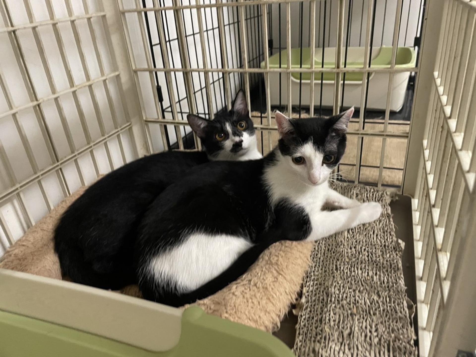 pet-image-5