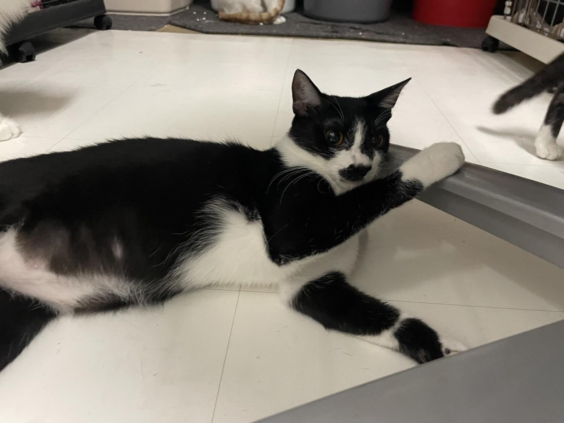 pet-image-8