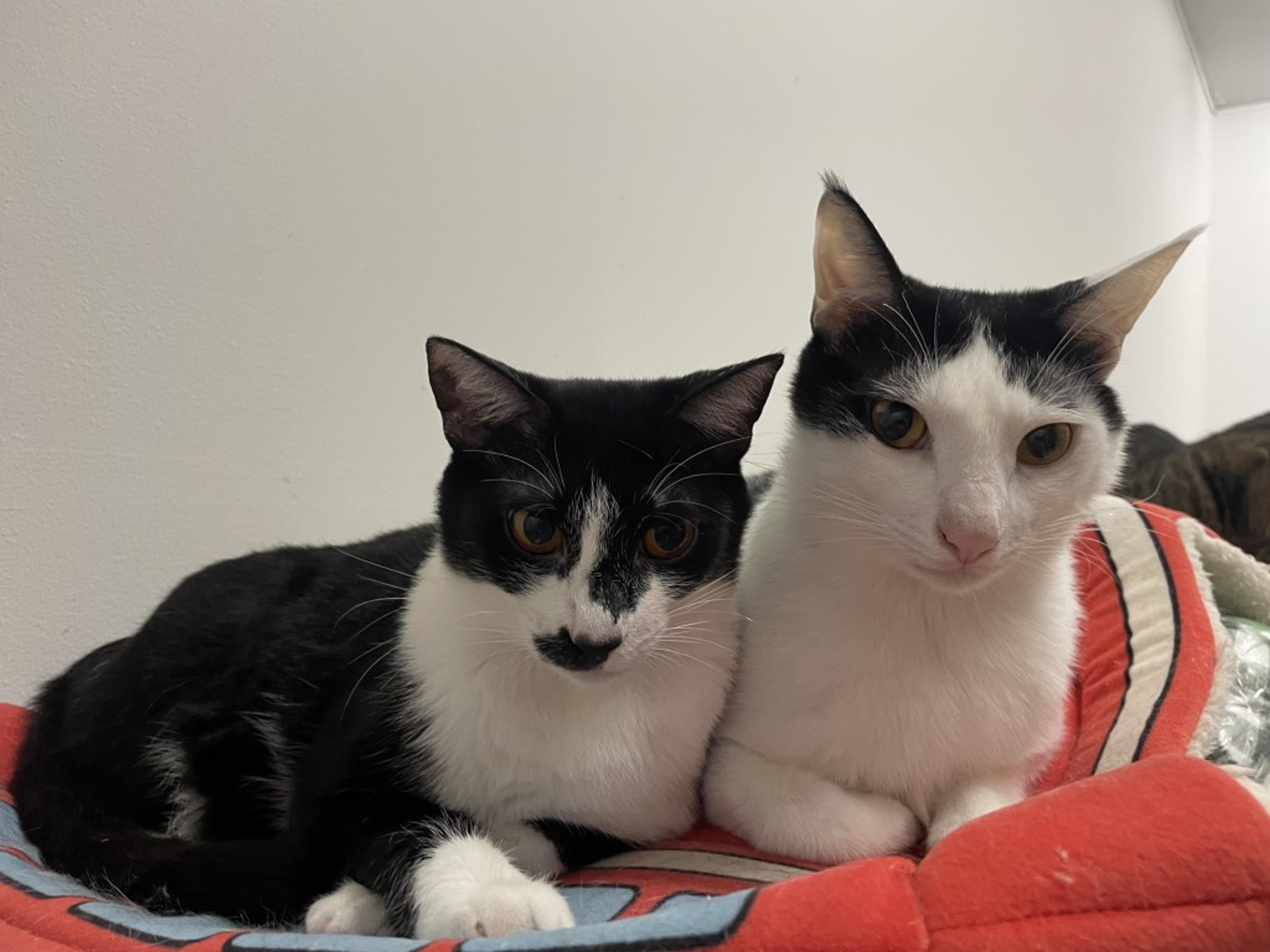 pet-image-4
