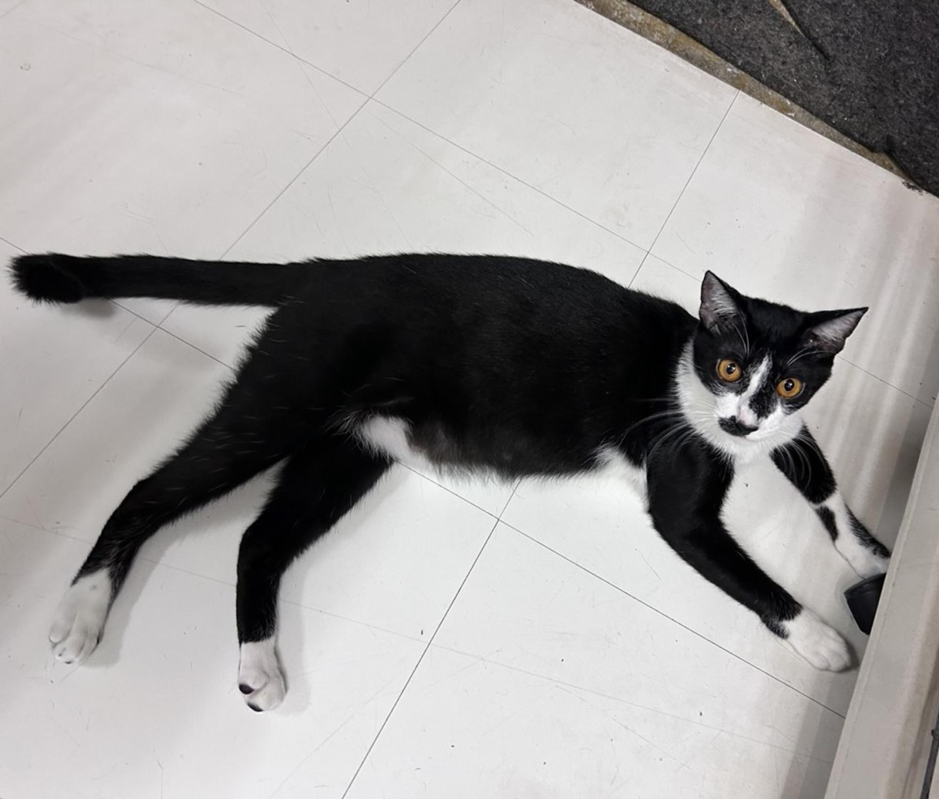 pet-image-5
