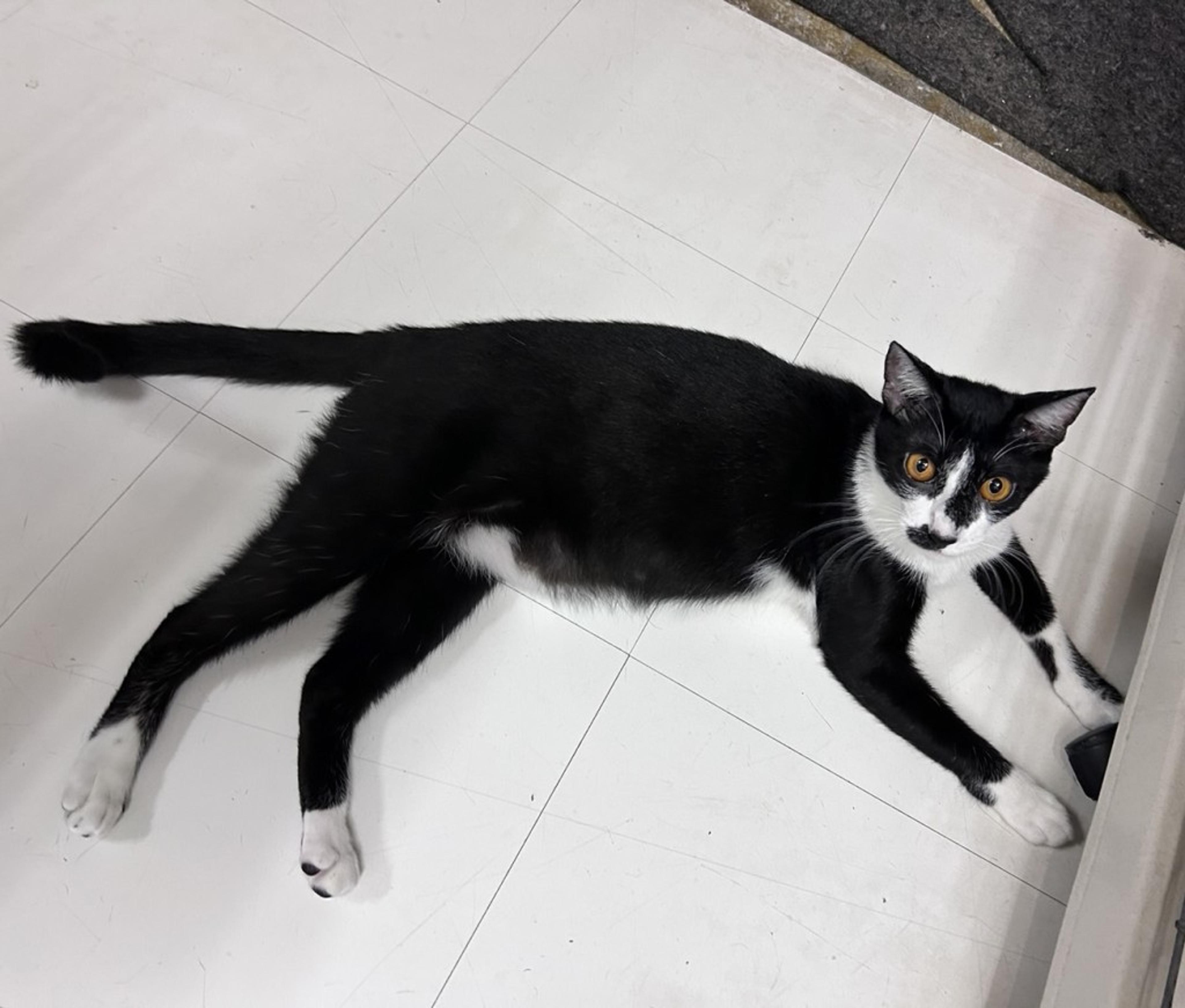 pet-image-5