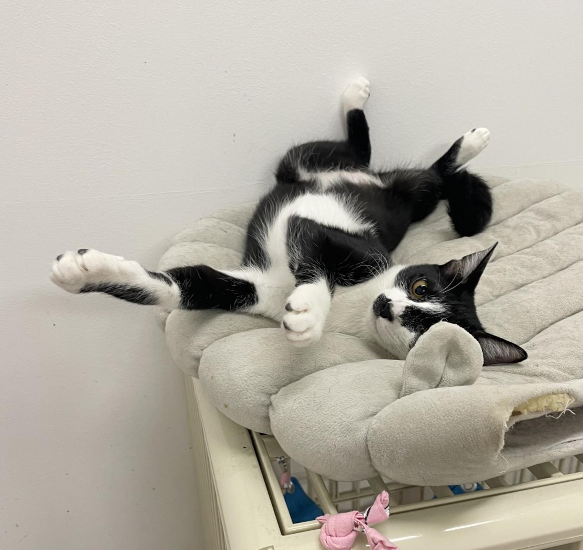 pet-image-6