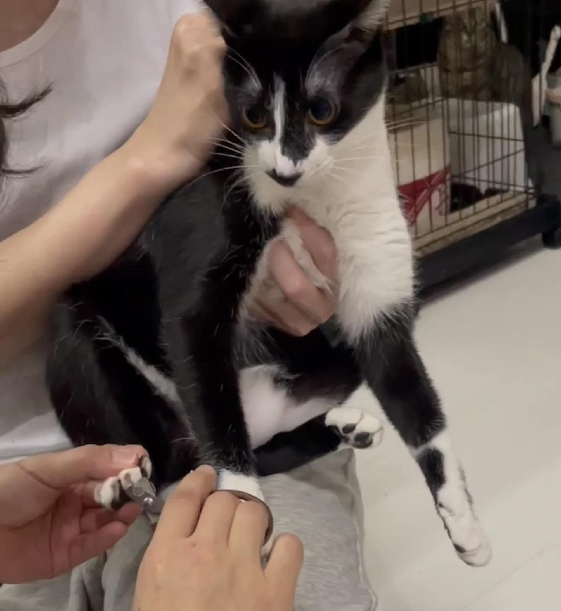 pet-image-7