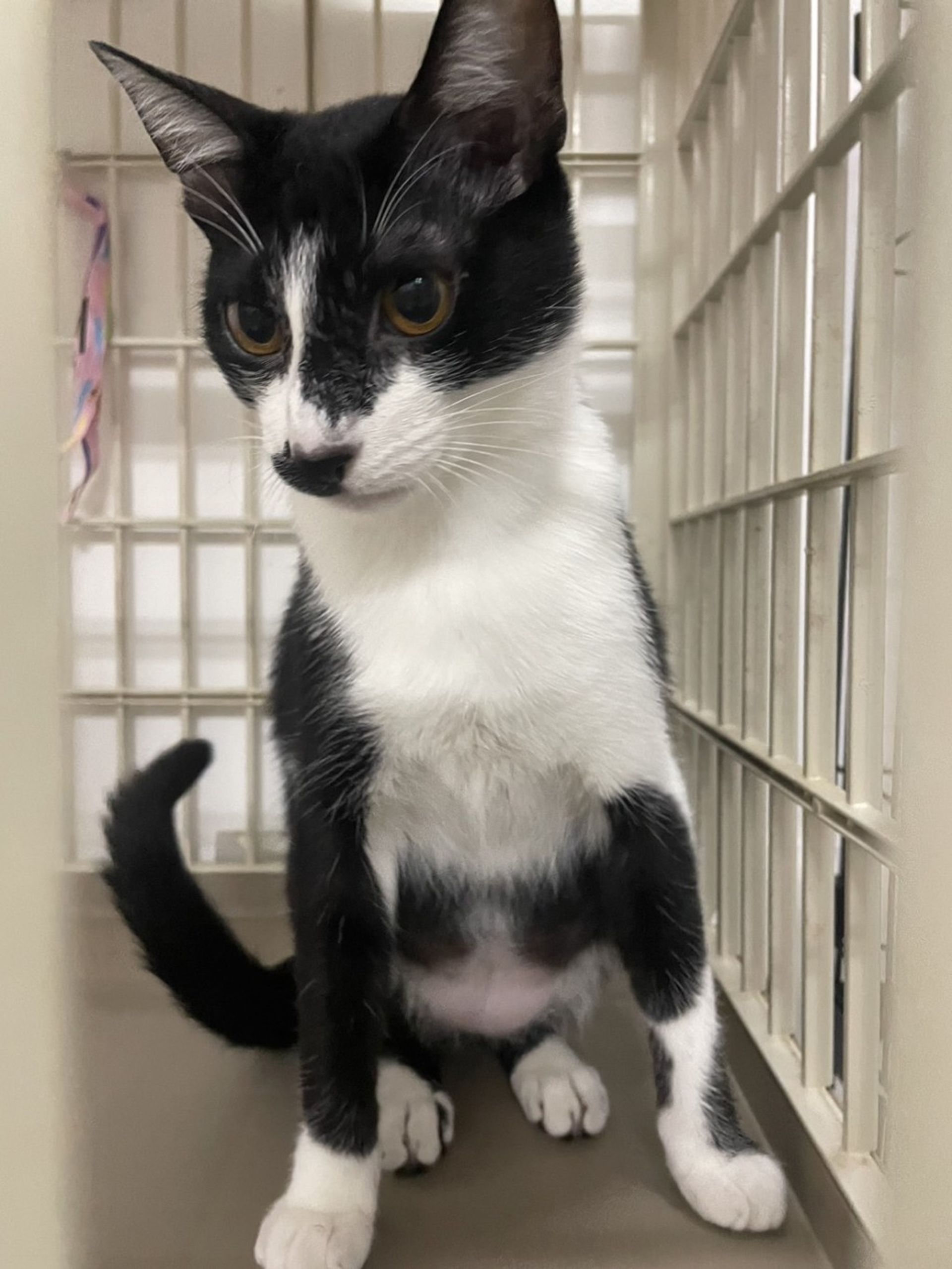 雑種（ミックス猫）・メスの里親募集の写真