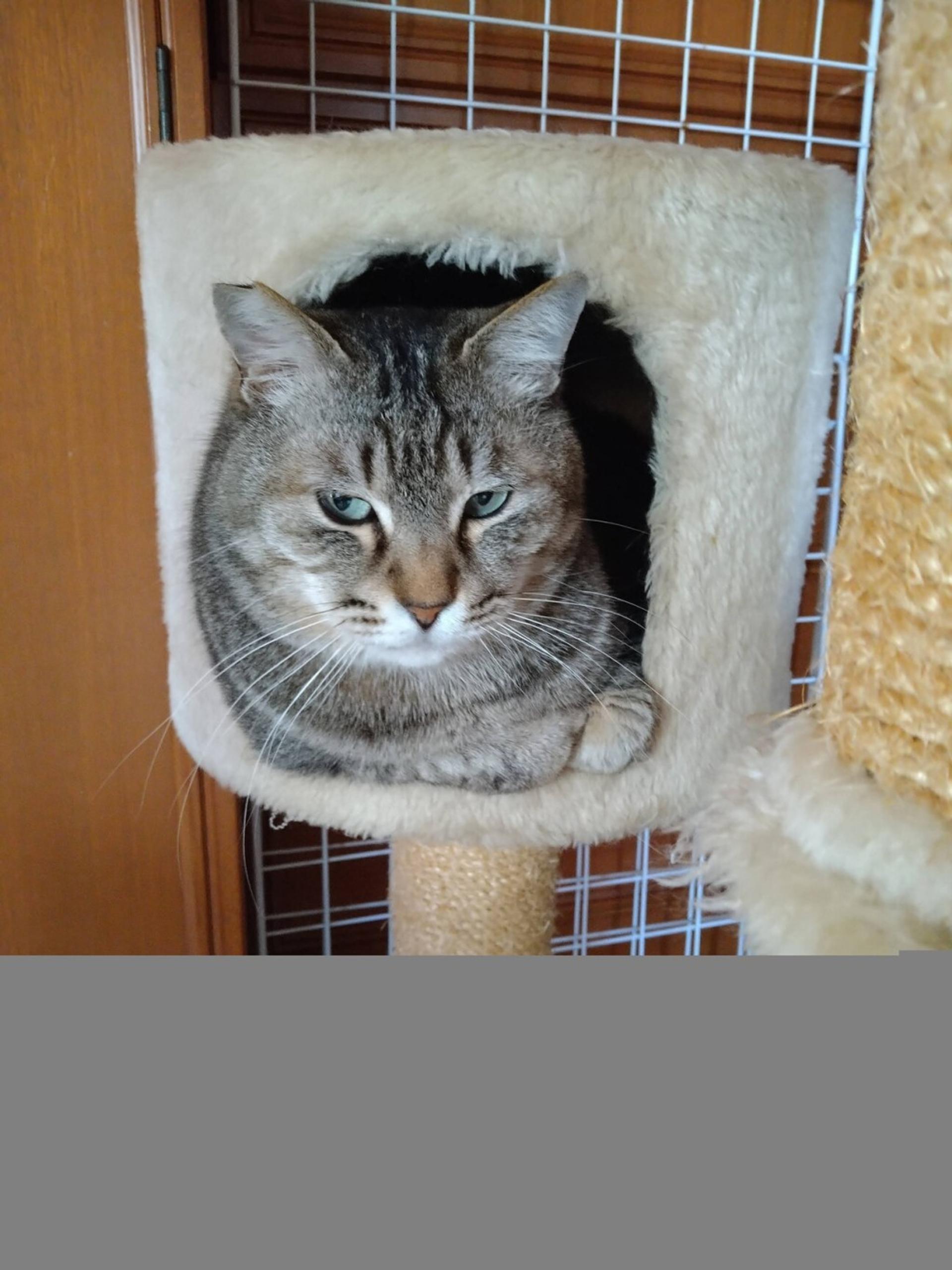 pet-image-3