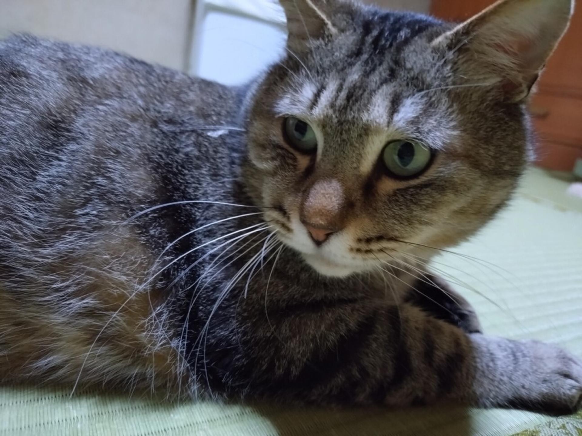 pet-image-5