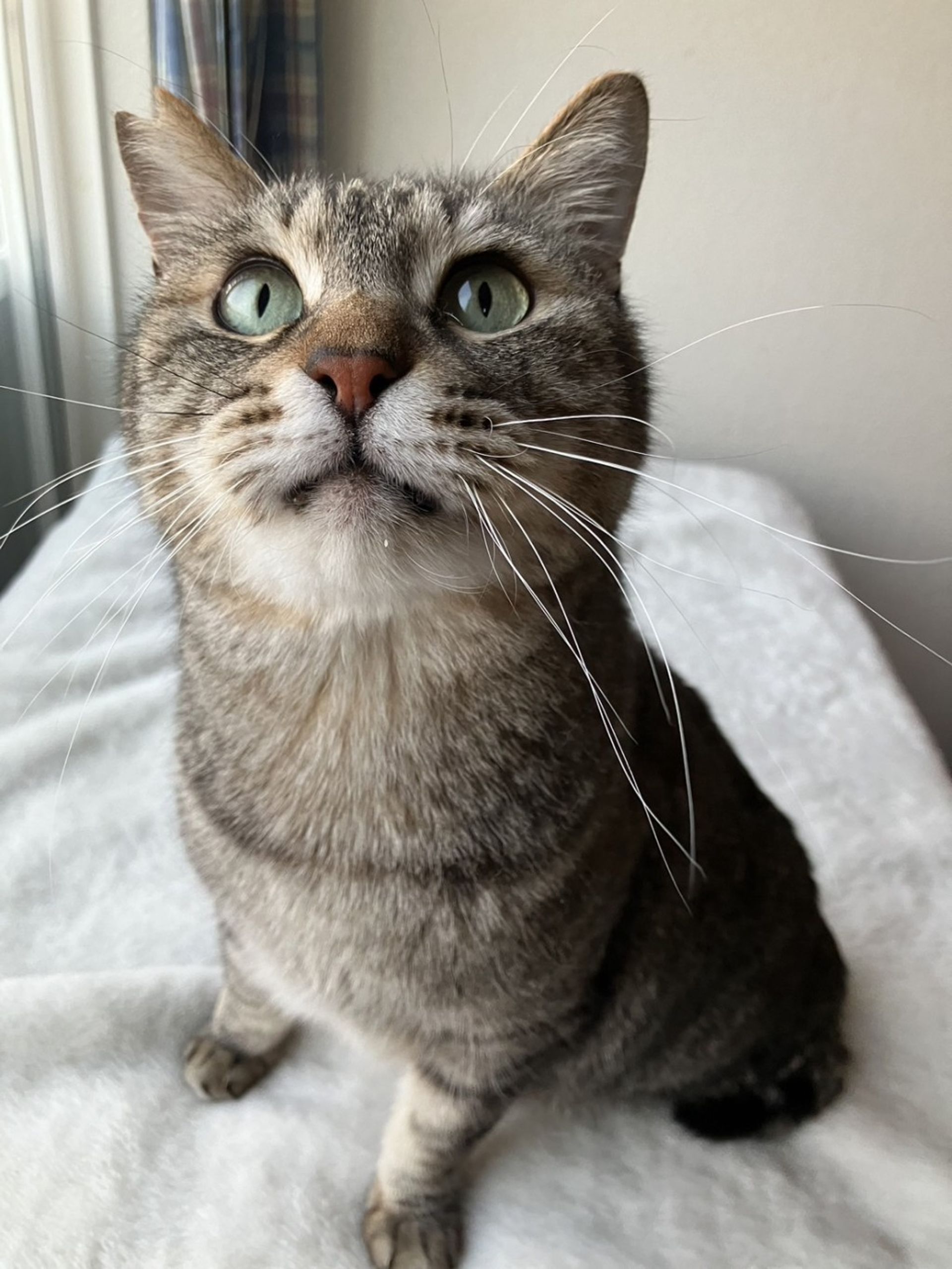 雑種（ミックス猫）・オスの里親募集の写真