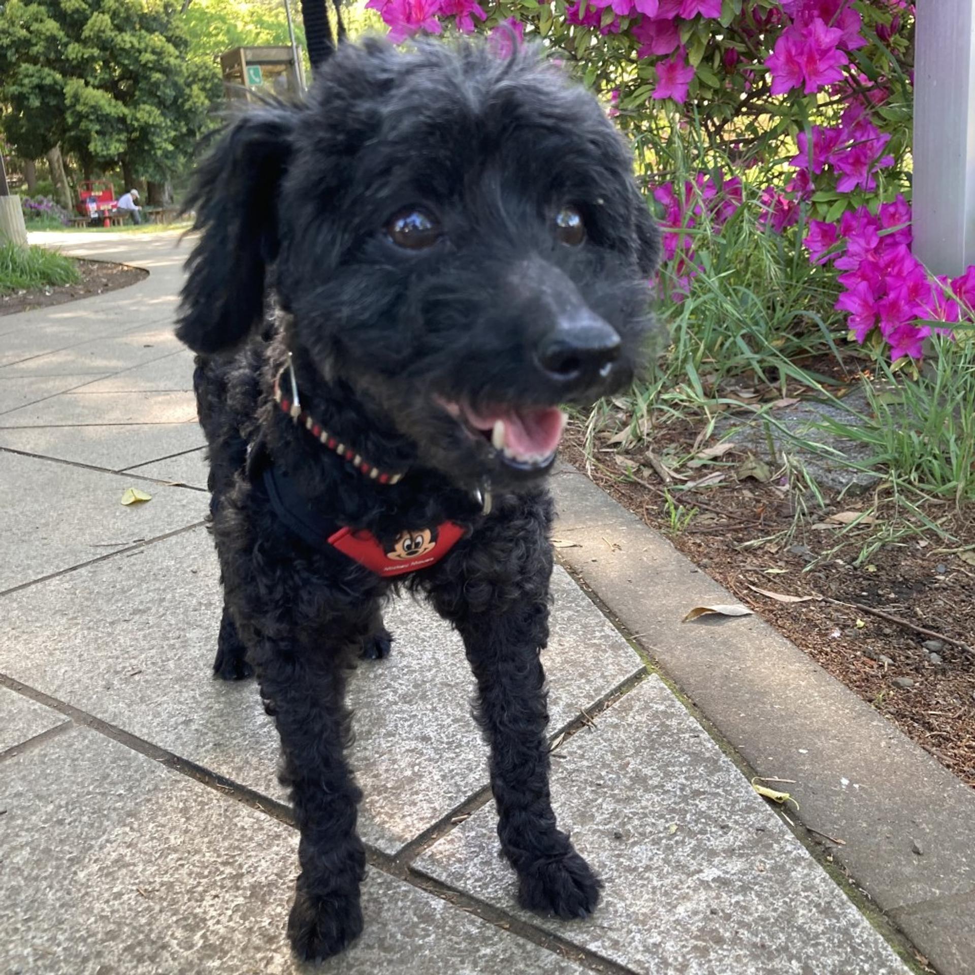 pet-image-2