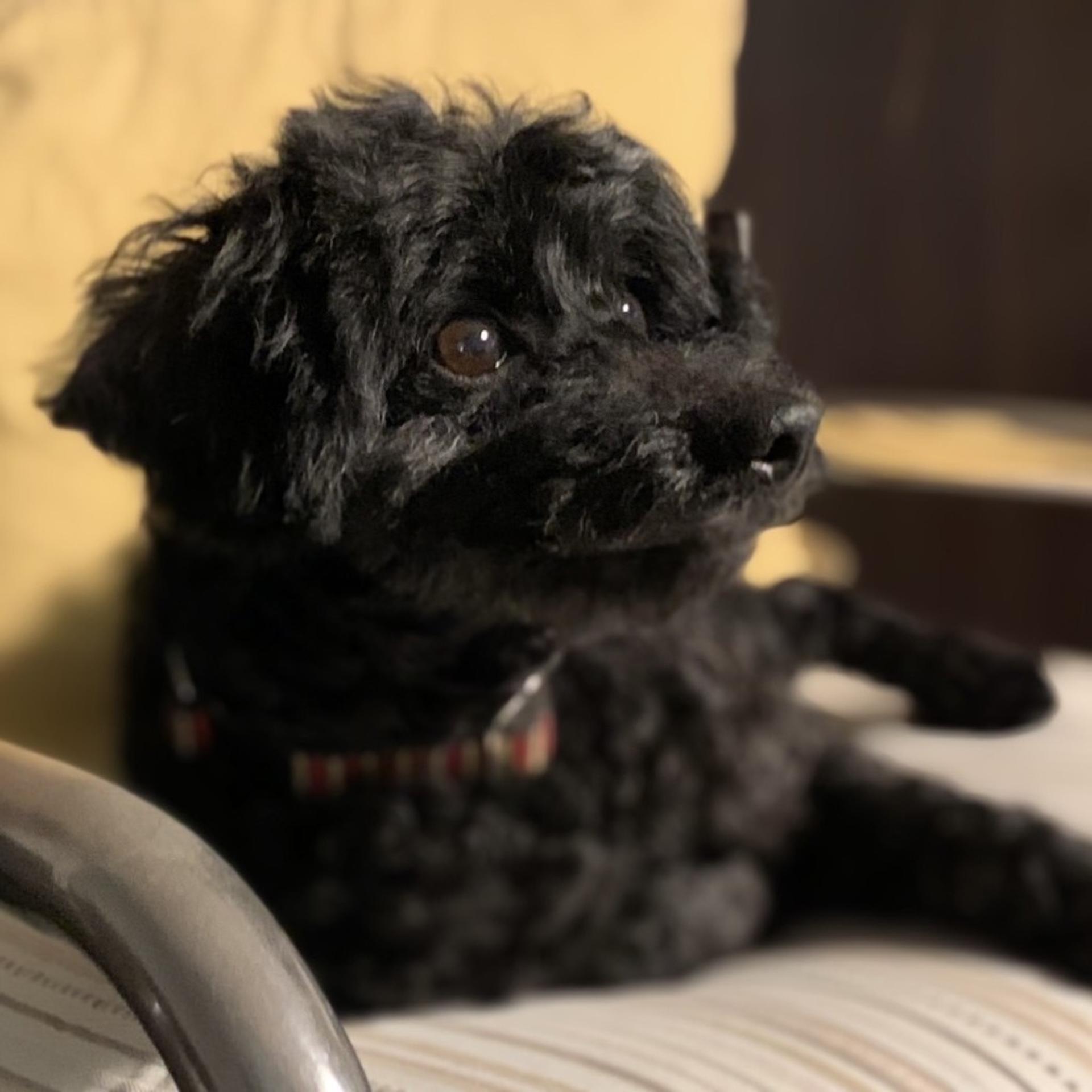 pet-image-3