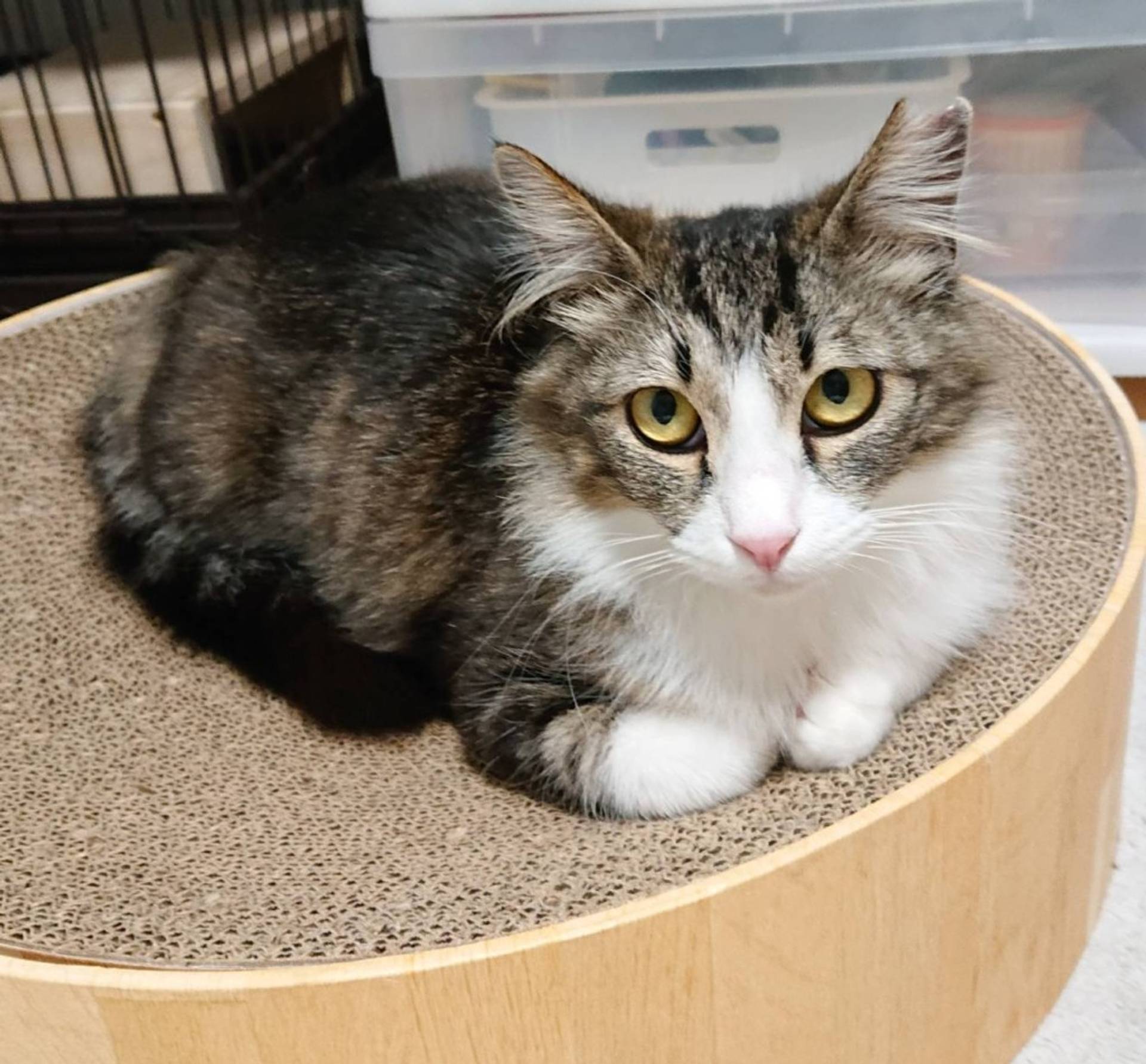 雑種（ミックス猫）・メスの里親募集の写真