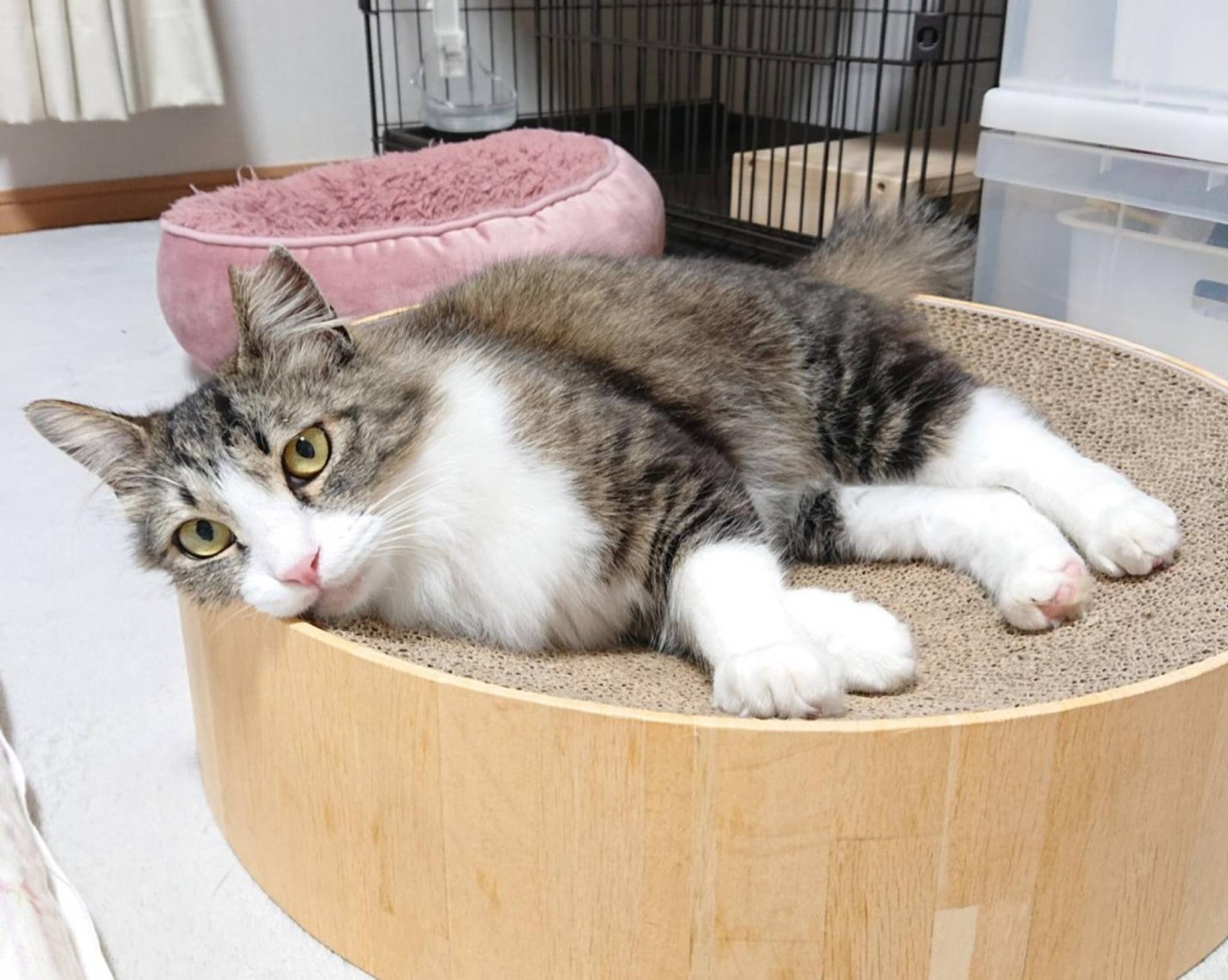 pet-image-2