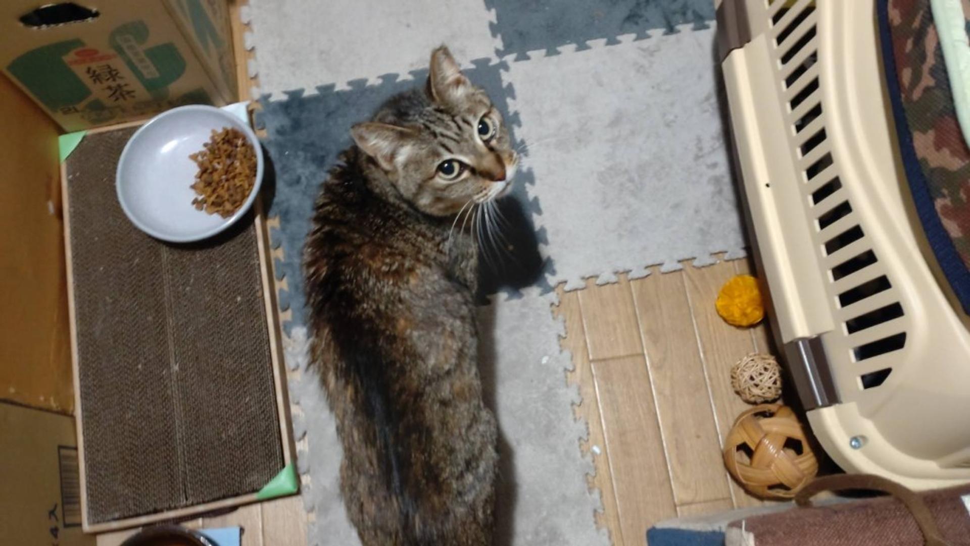 pet-image-3