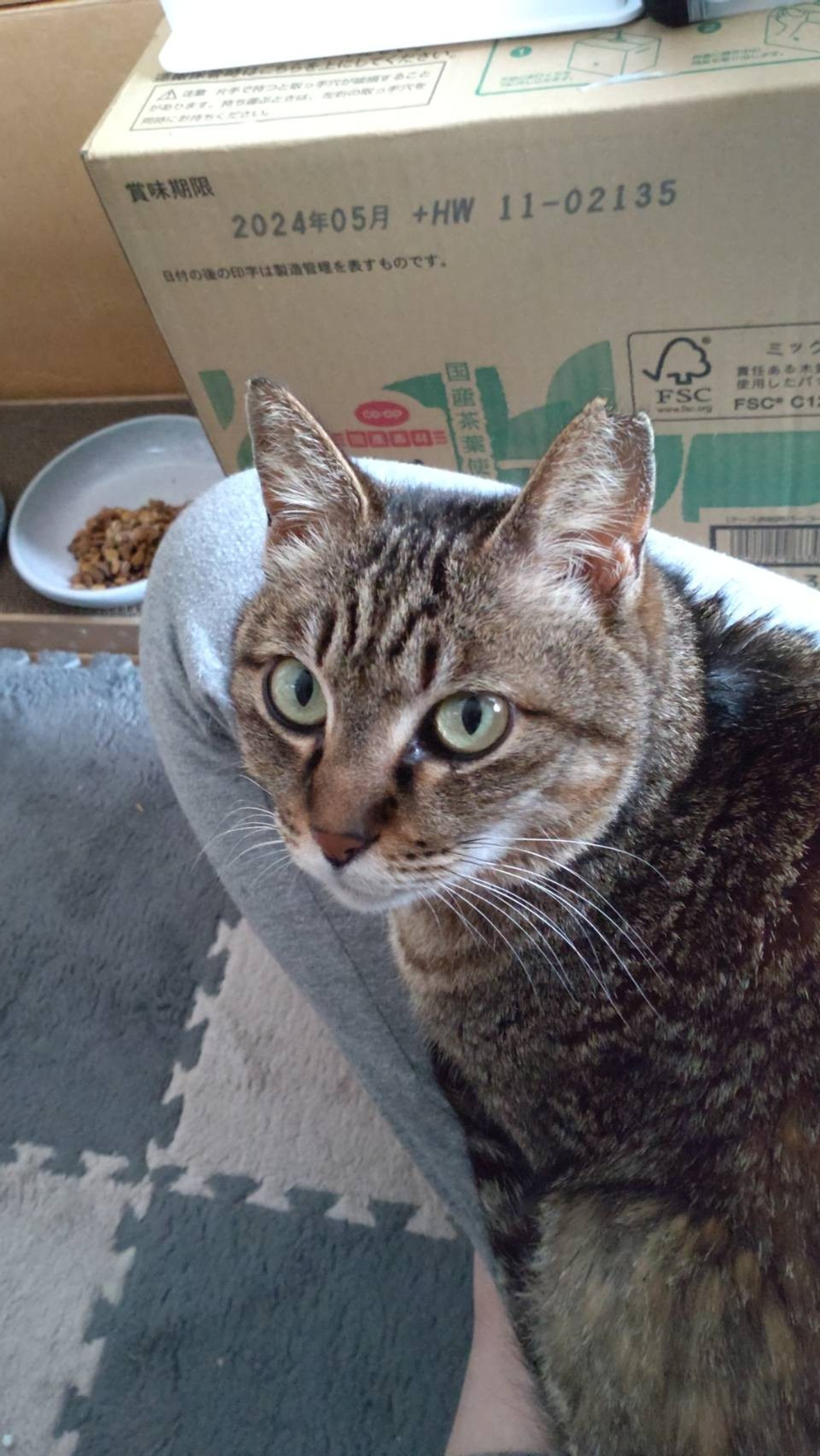 雑種（ミックス猫）・メスの里親募集の写真