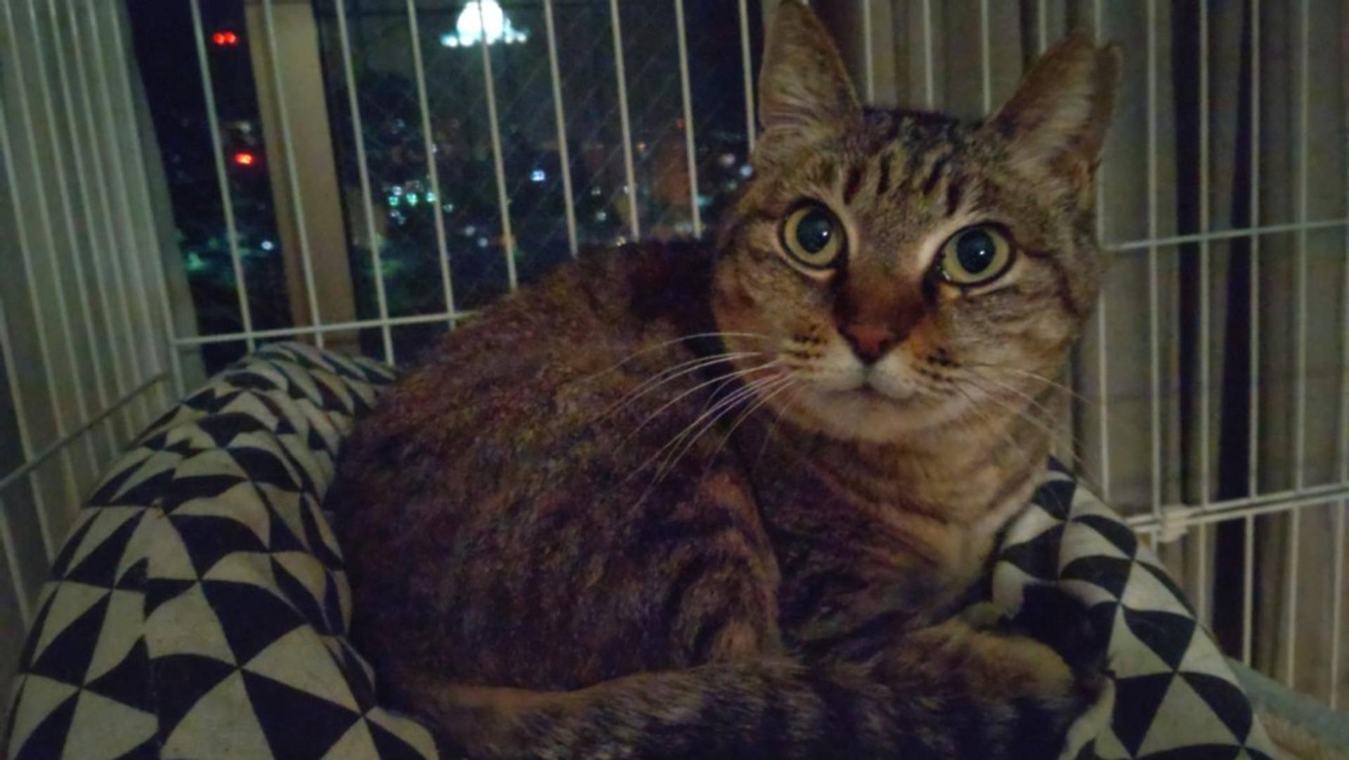 pet-image-2