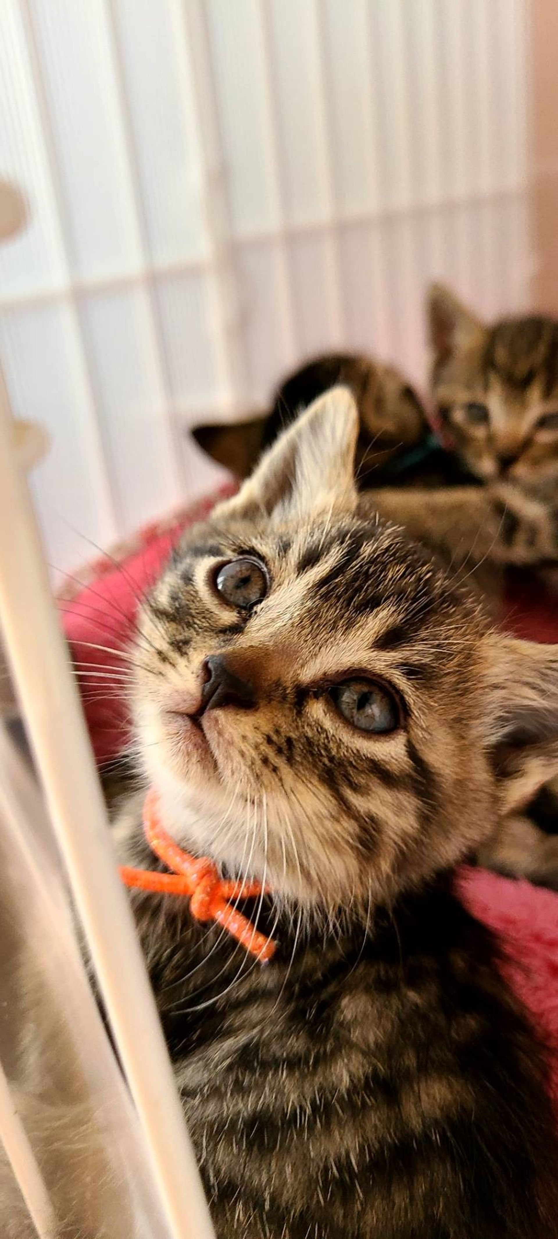 雑種（ミックス猫）・メスの里親募集の写真