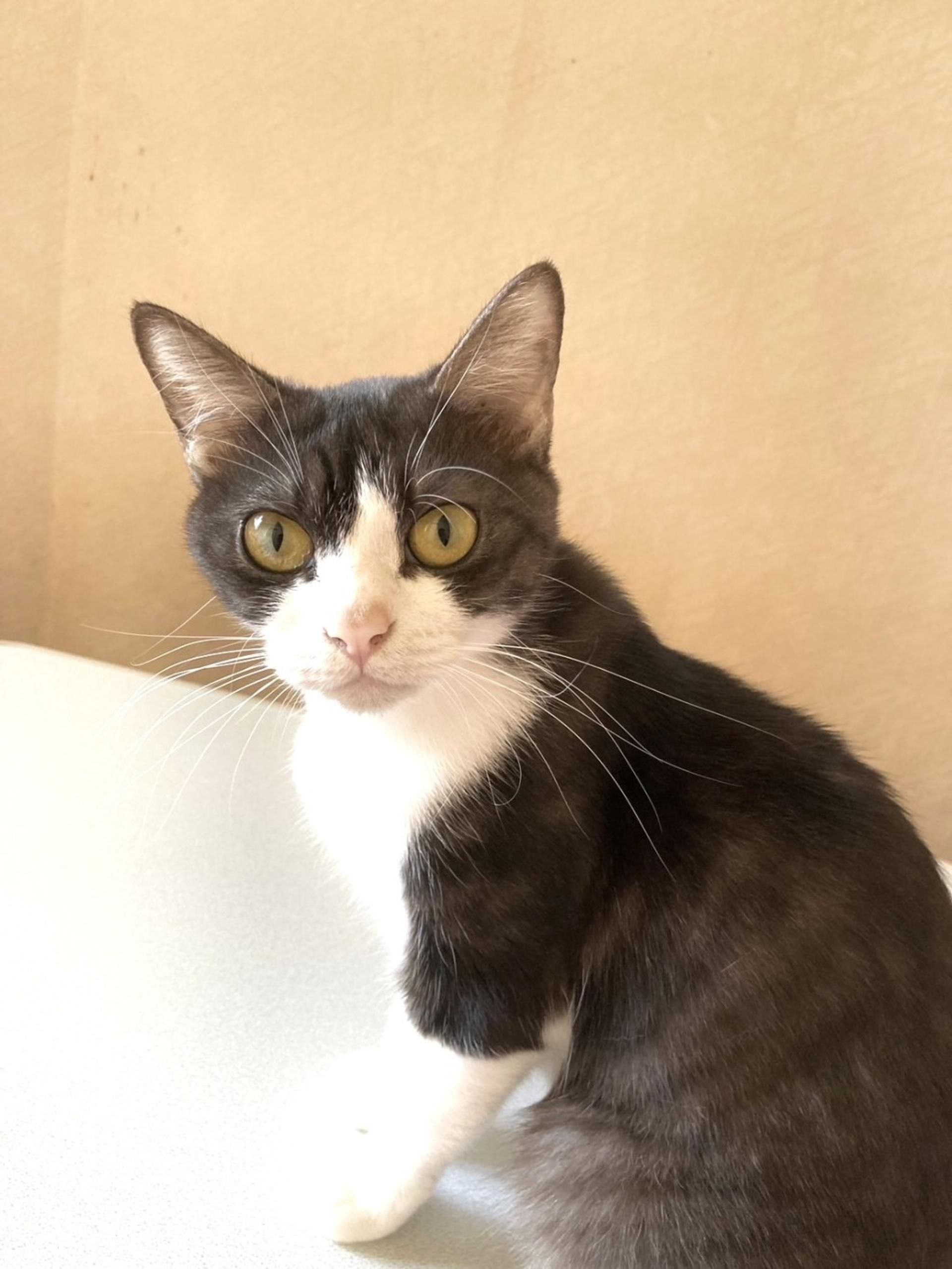 pet-image-3